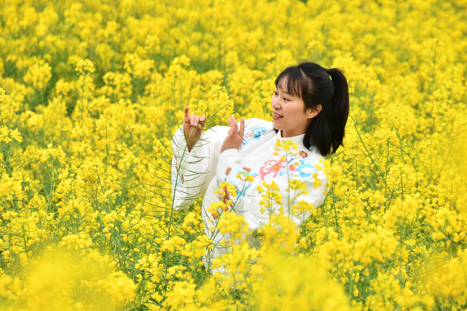 菜花田野上的倩影一安靖蜀绣公园