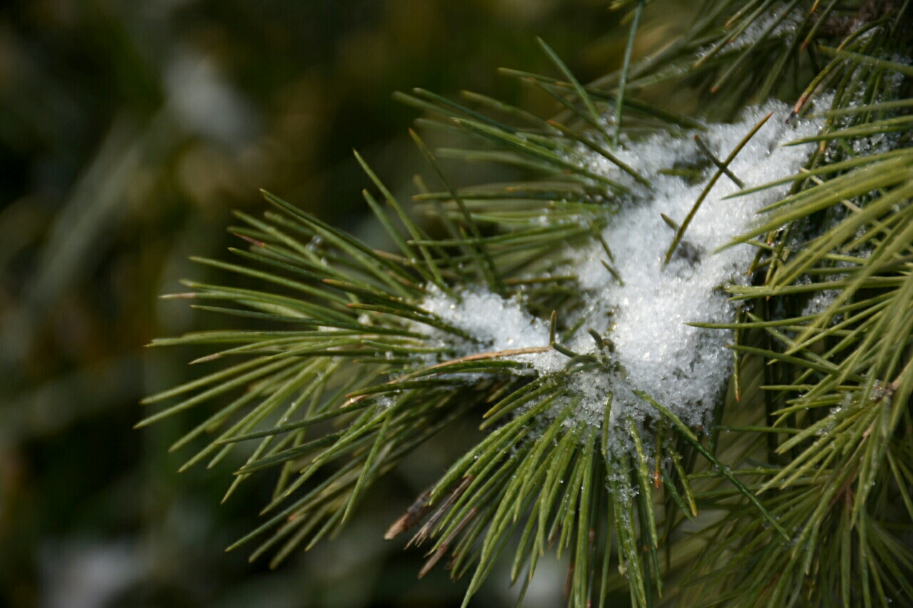 松枝落雪素雅清气