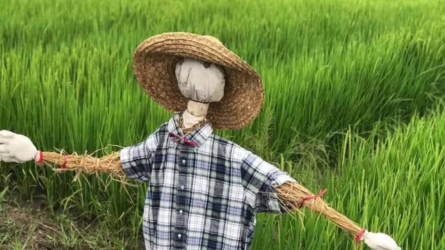 稻草人