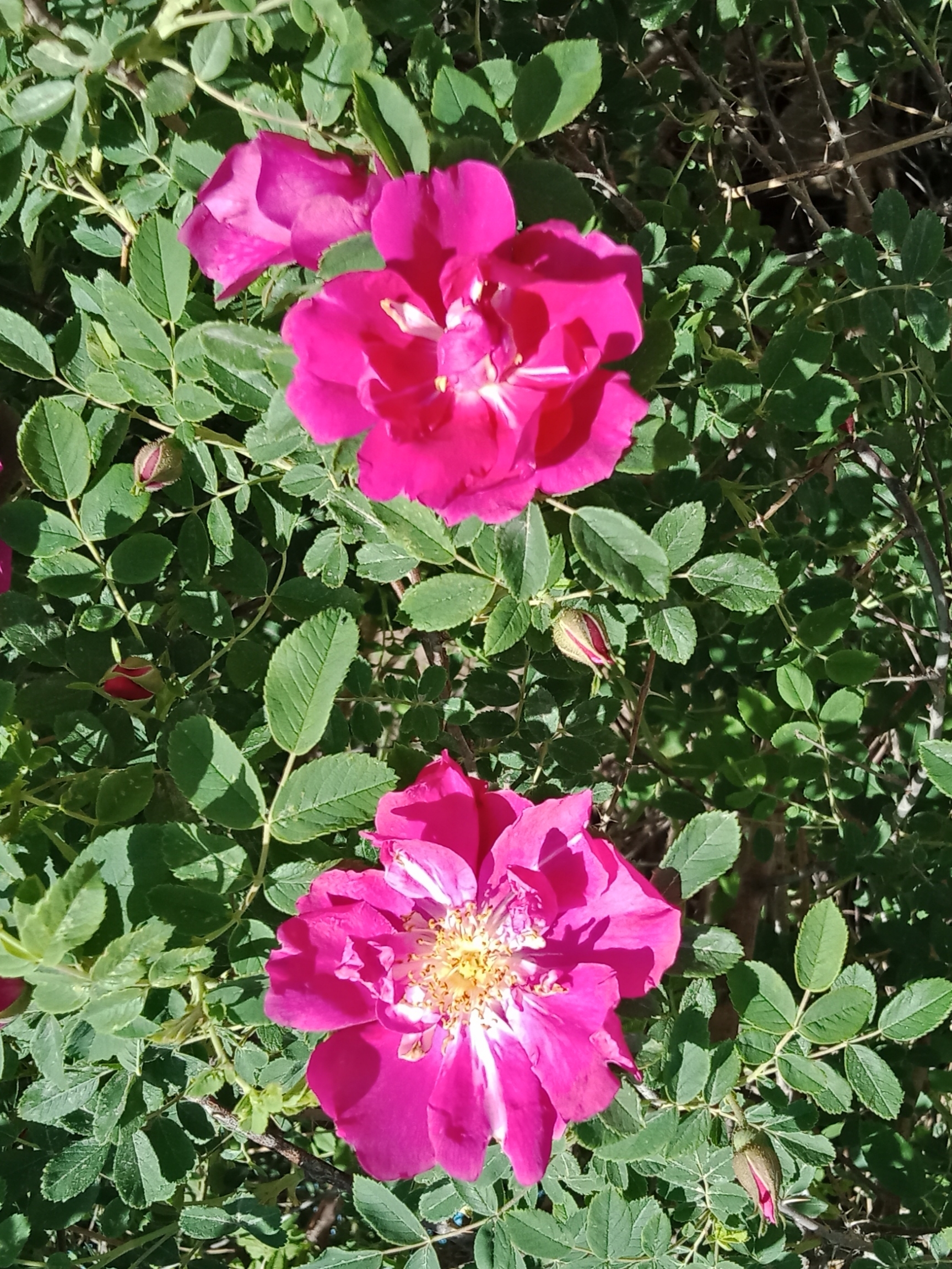 野玫瑰 蔷薇科蔷薇属落叶灌木.树 满荆棘,夏天开花为粉红色,有香味.