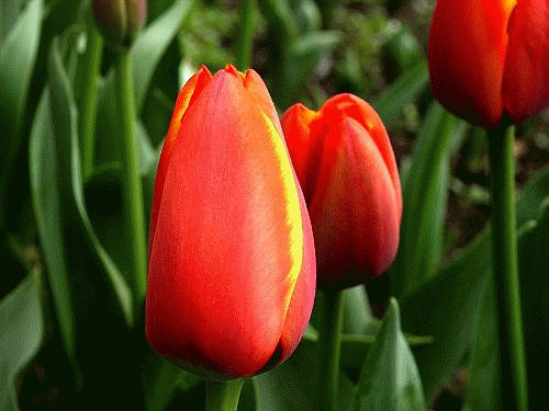郁金香花开
