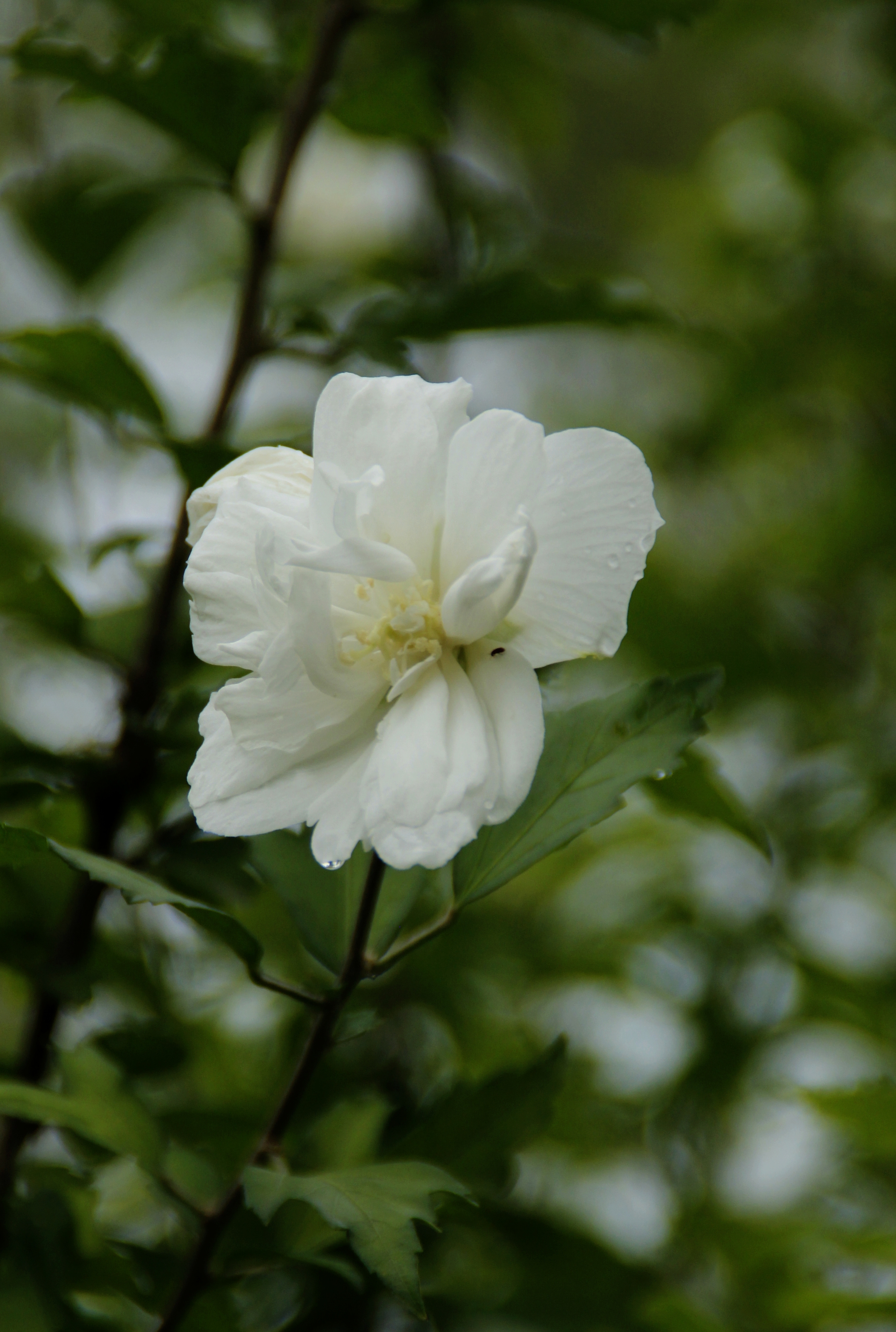 【首发】白色木槿花