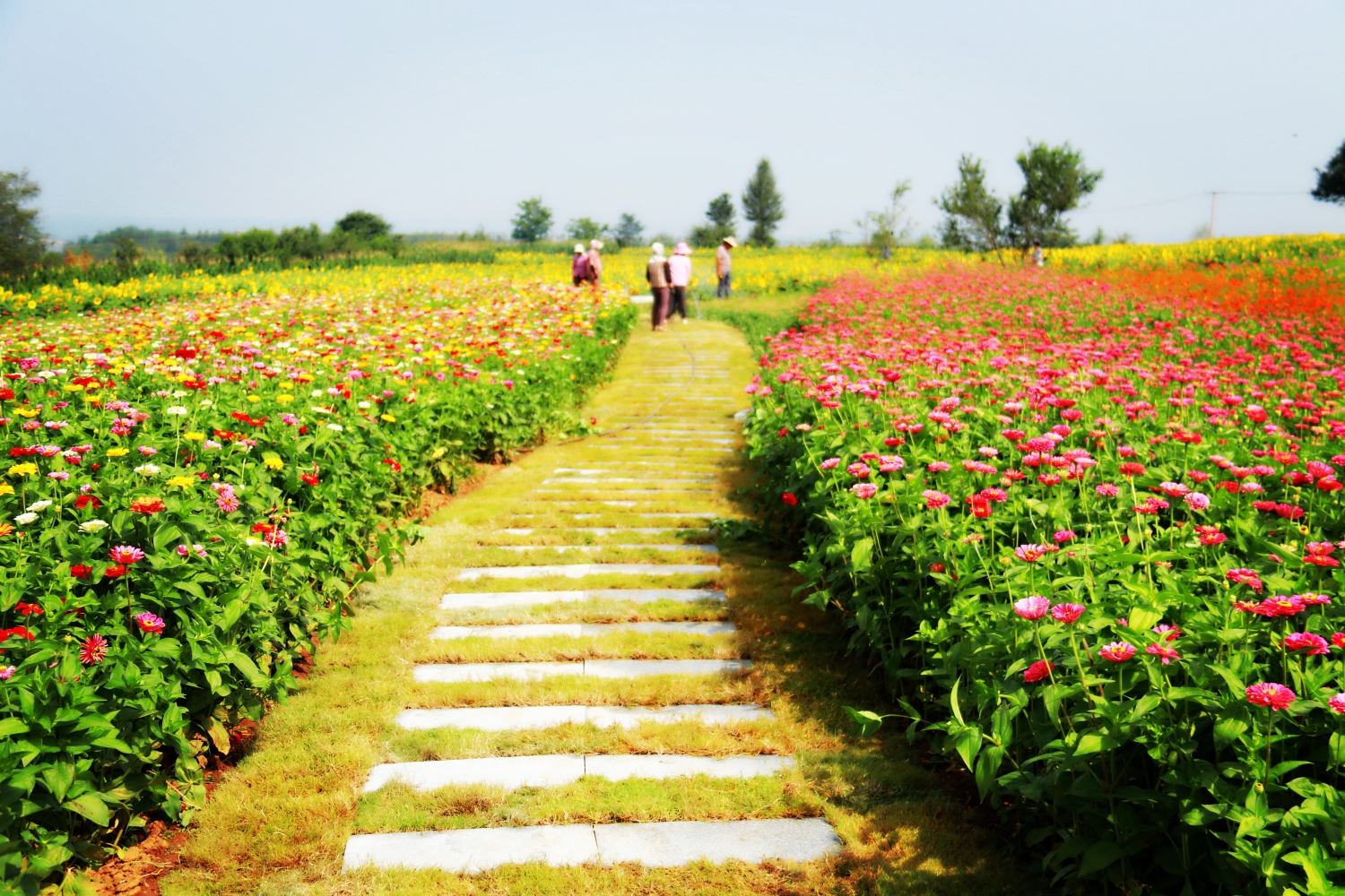 甘山果香浪漫花海