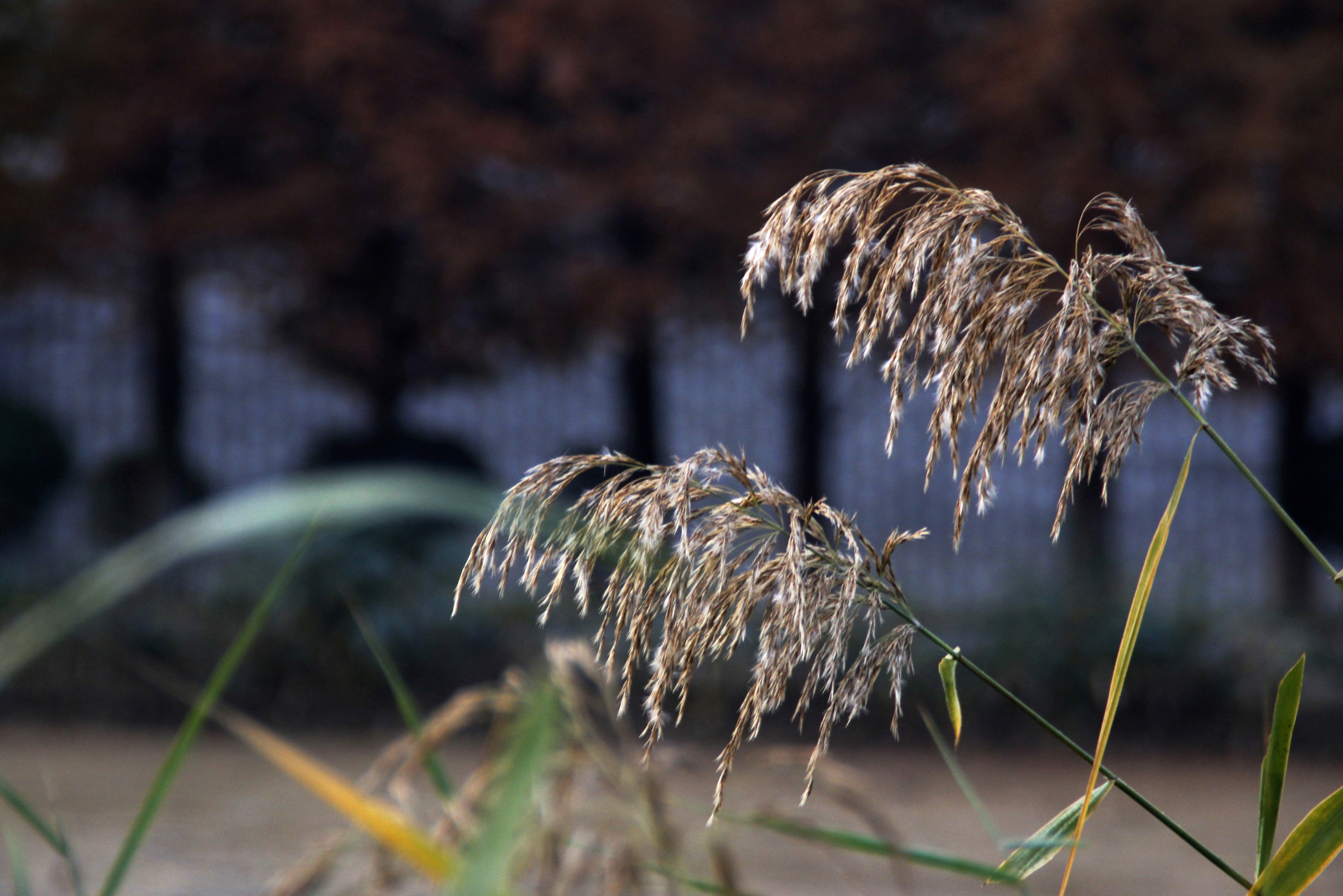 【首发】秋日荻花