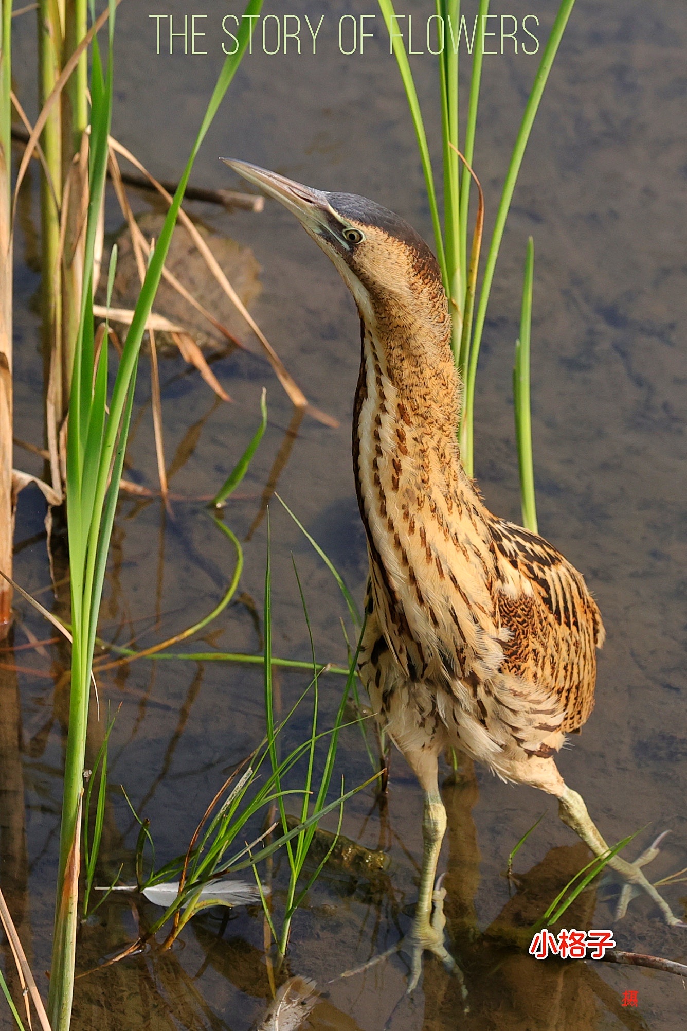 bittern,学名:botaurus stellaris,是鹈形目鹭科麻鴝实哪鸟类