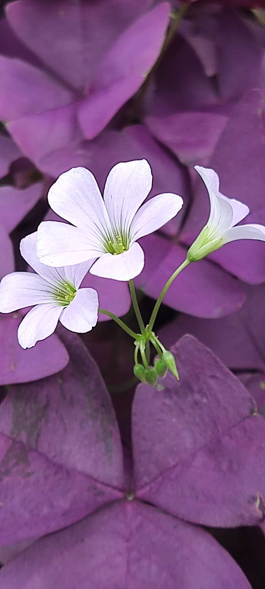 紫色酢浆草是爱尔兰的国花,被人们称作为守护圣人圣帕特里克的花朵