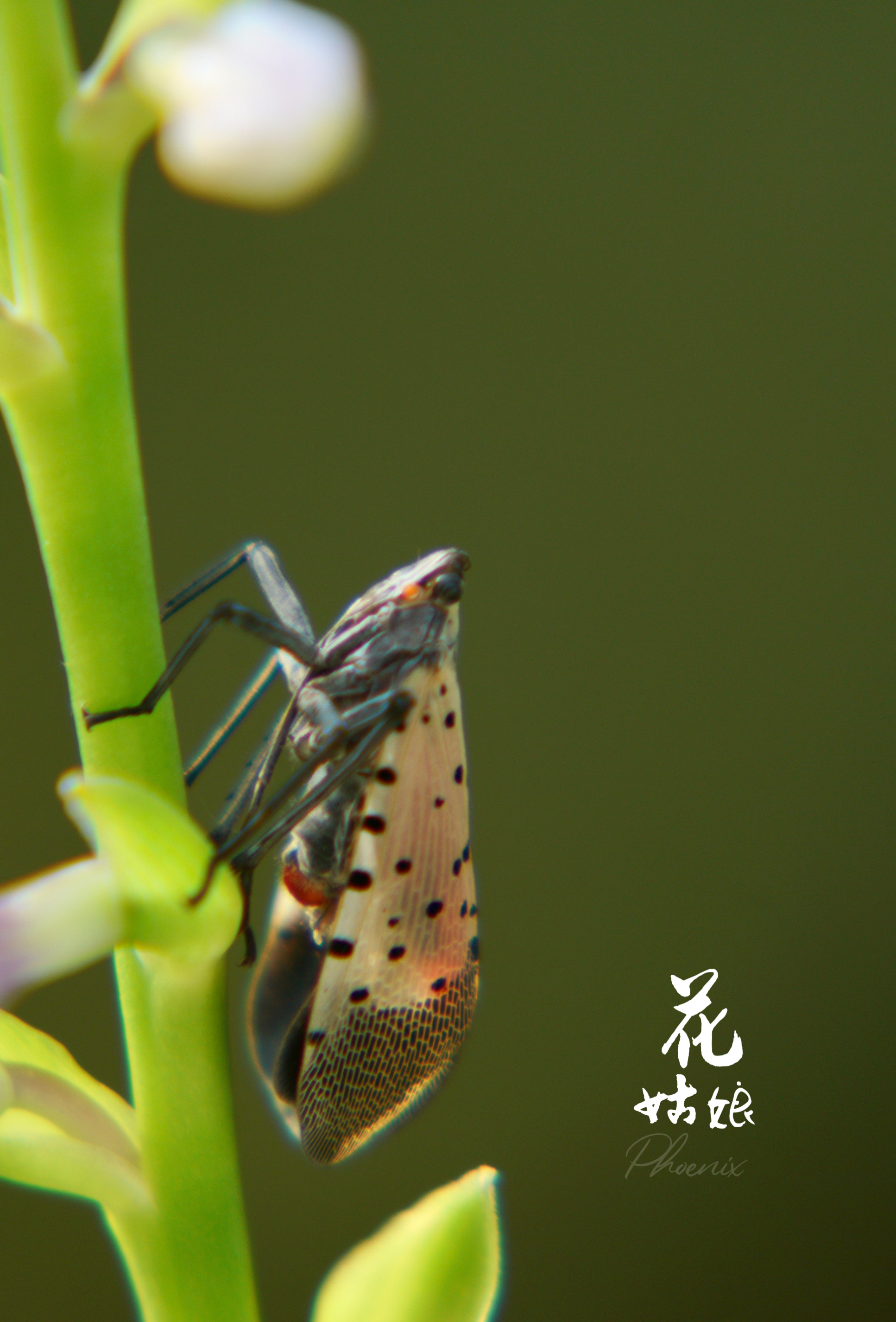 【昆虫】花姑娘爬上了紫玉簪