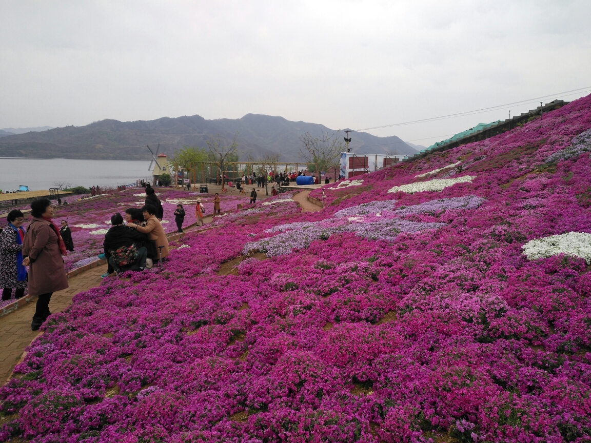 走进雨花谷花海