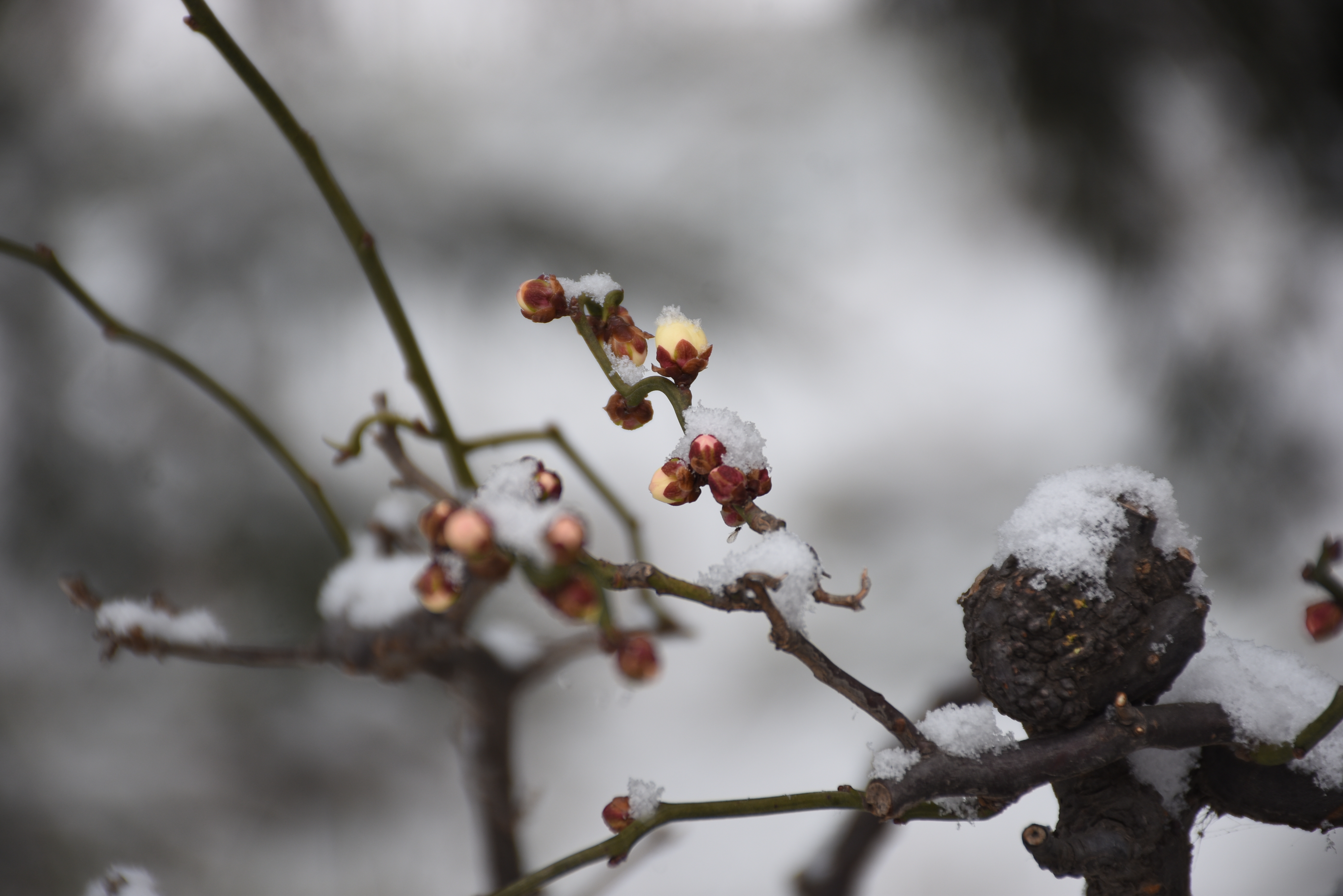 寒香雪