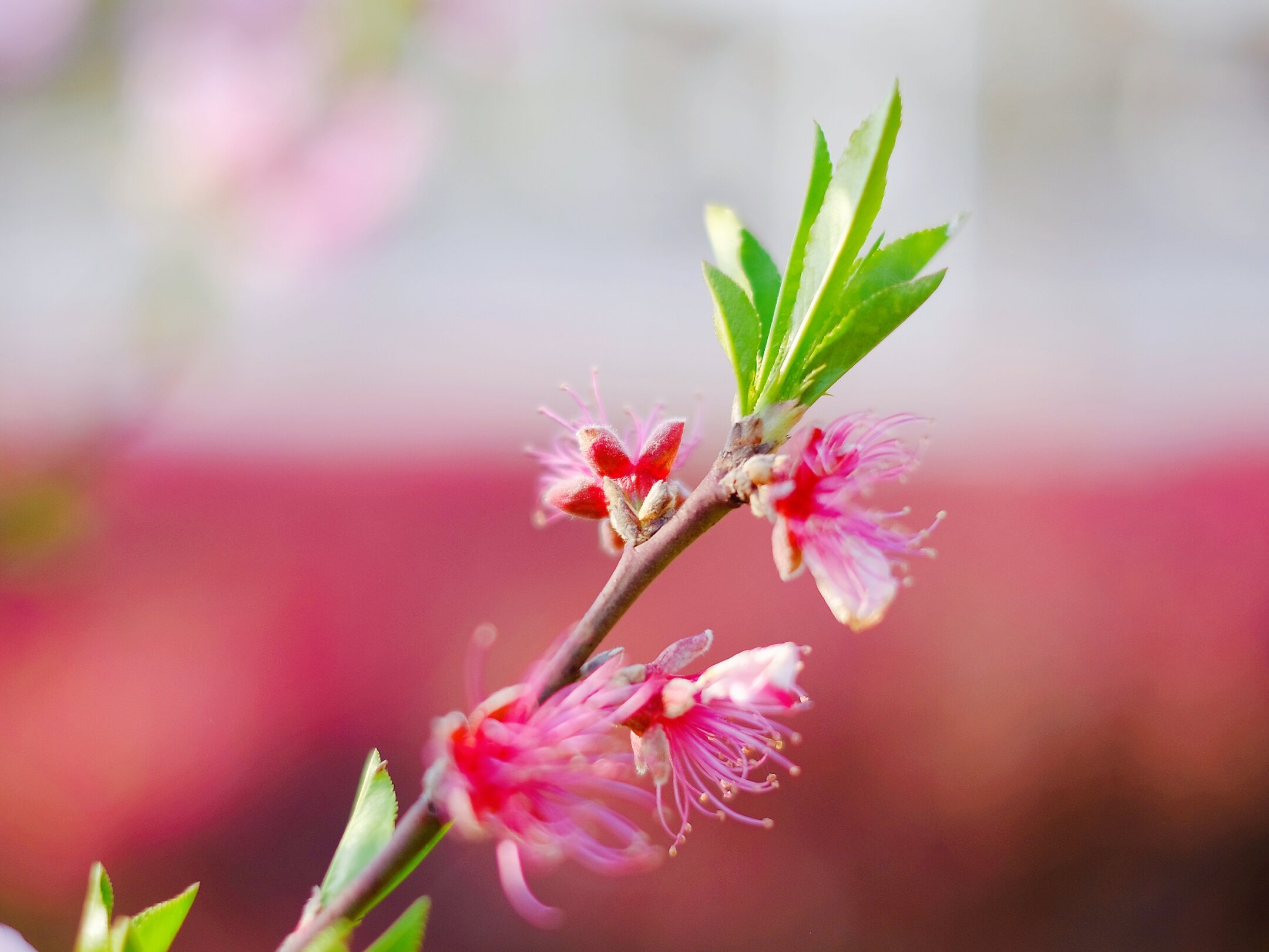 好一幅桃花源中唯美画.