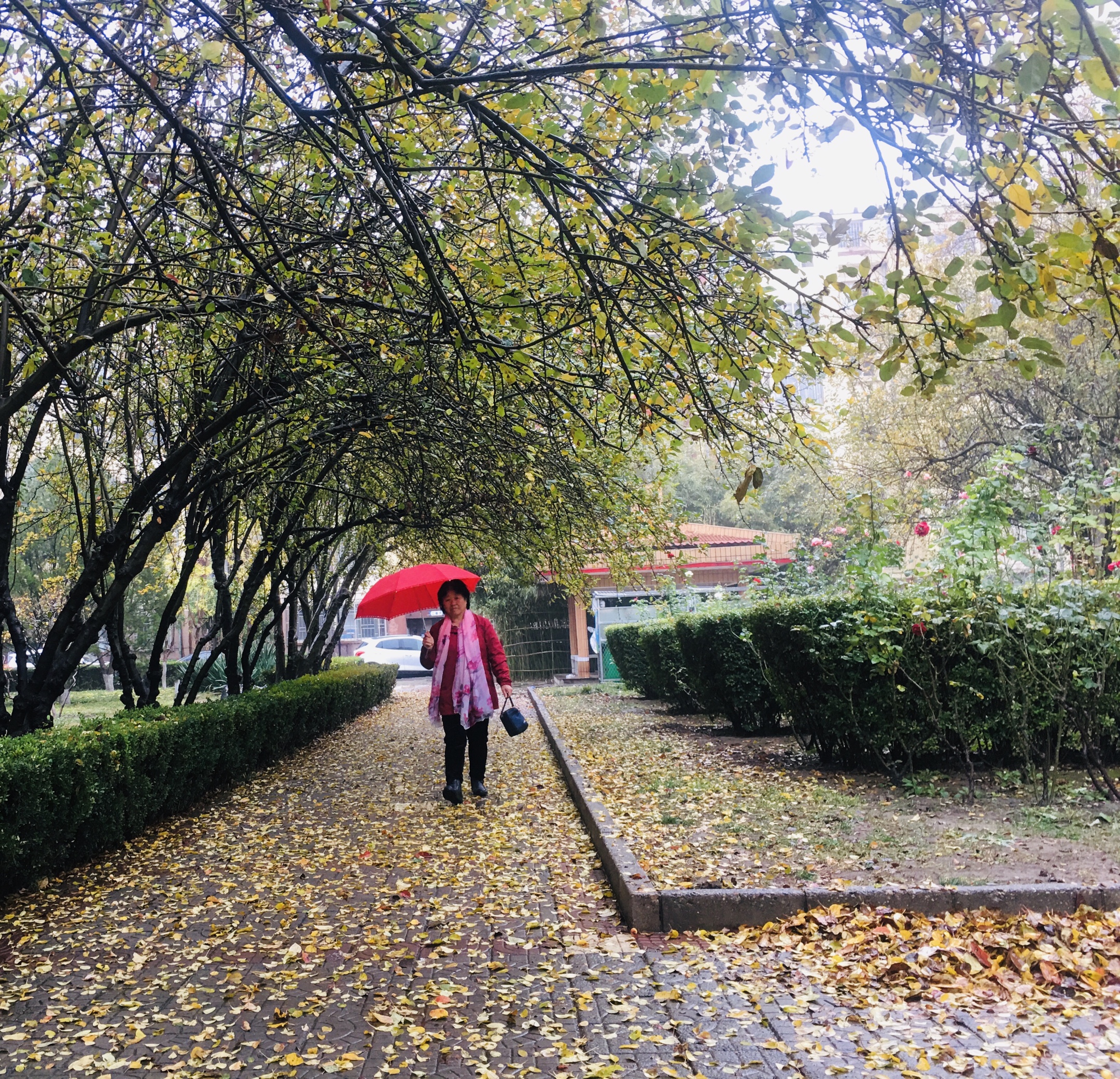 初冬的第一场雨