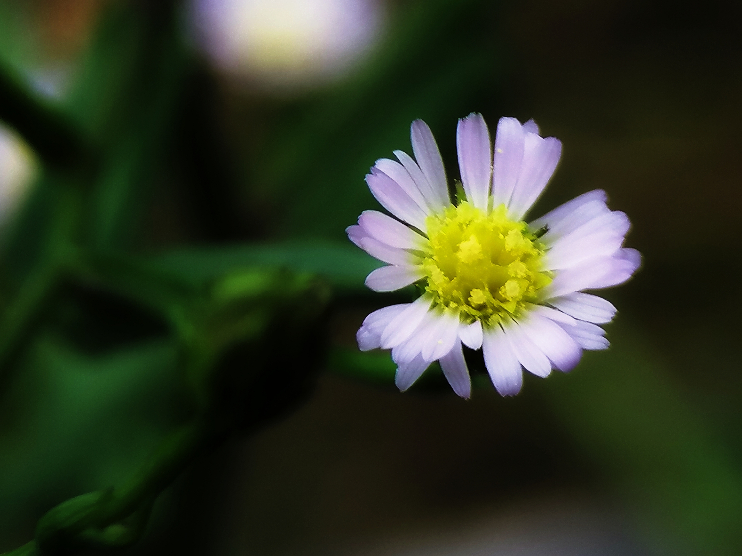 微拍鹅肠菜
