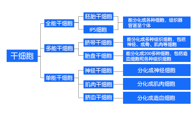 这也注定了干细胞因其特性而发挥重大的作用