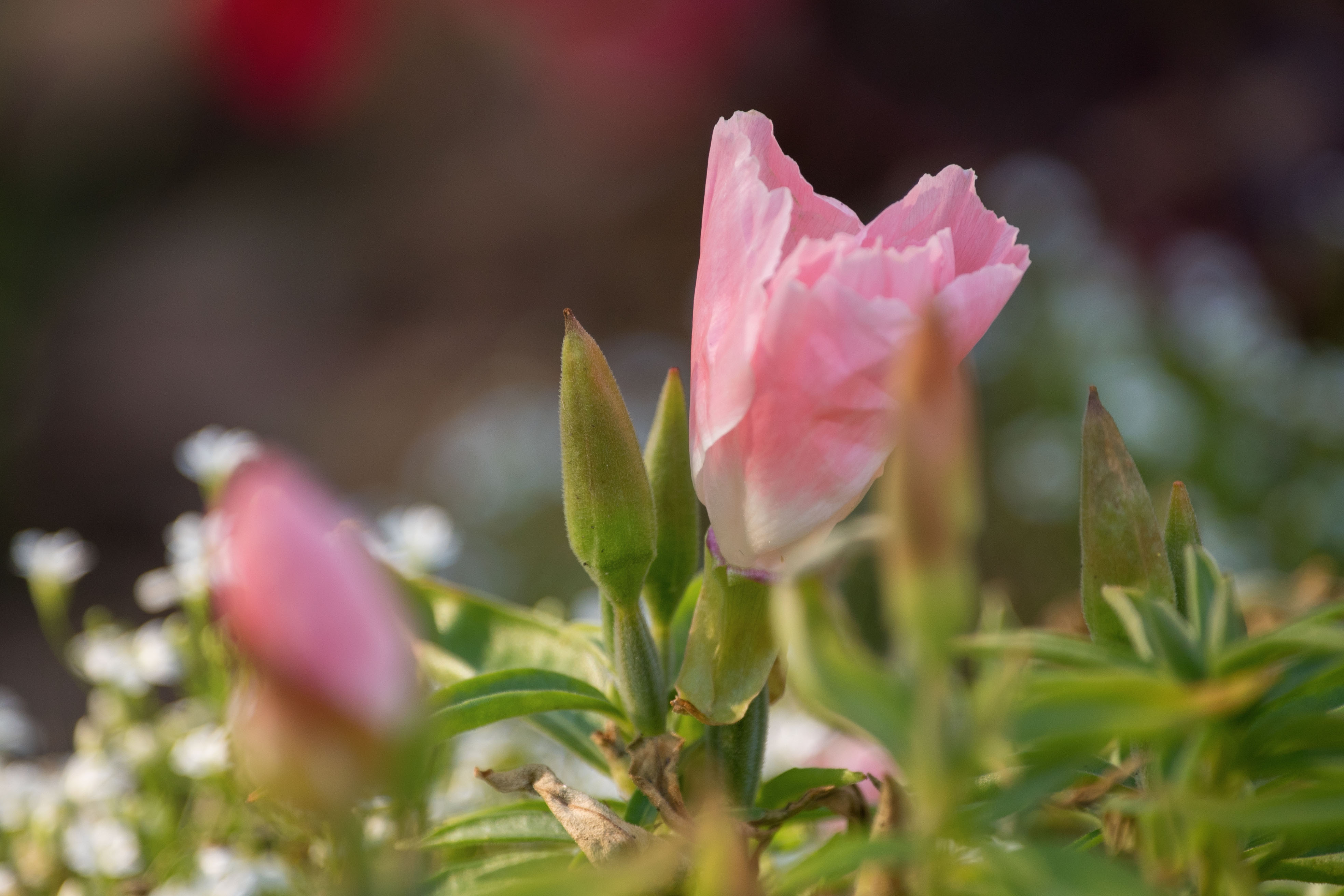 首发古代稀花