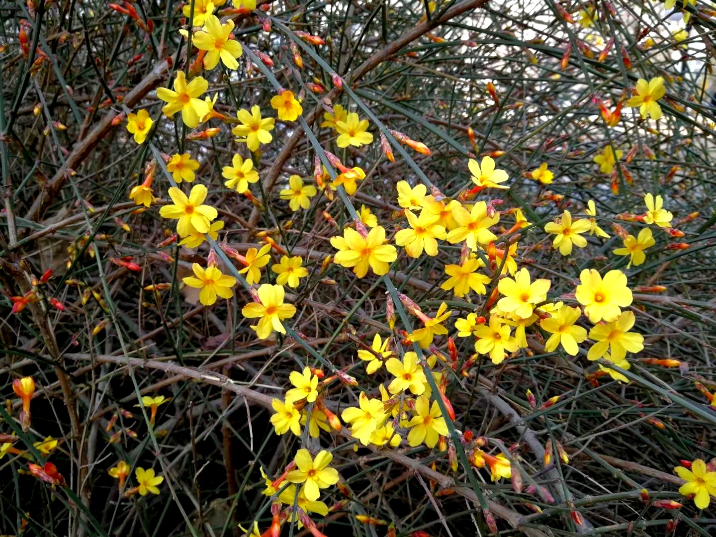 迎春花