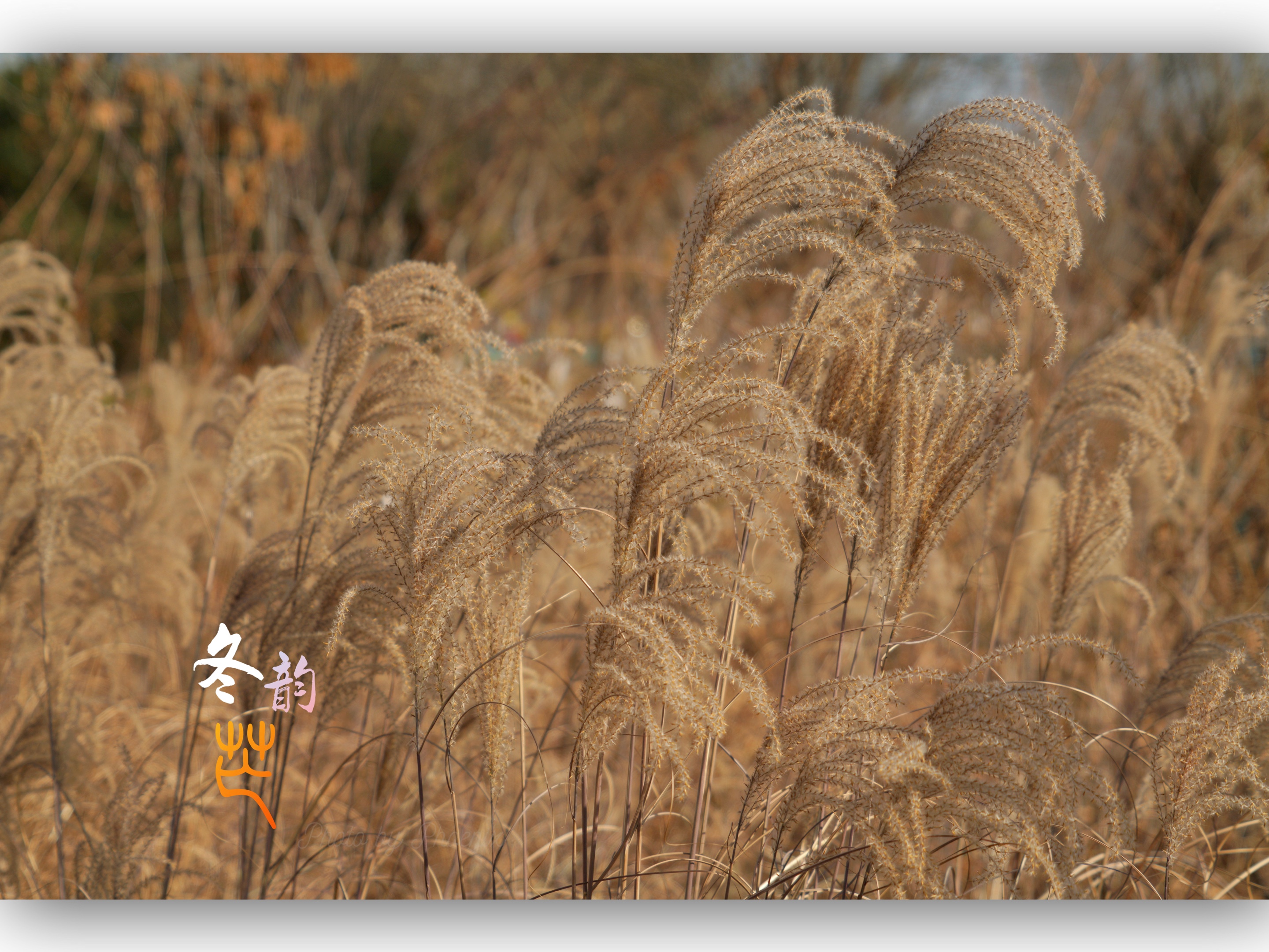 [首发] 冬韵.芒的风骨