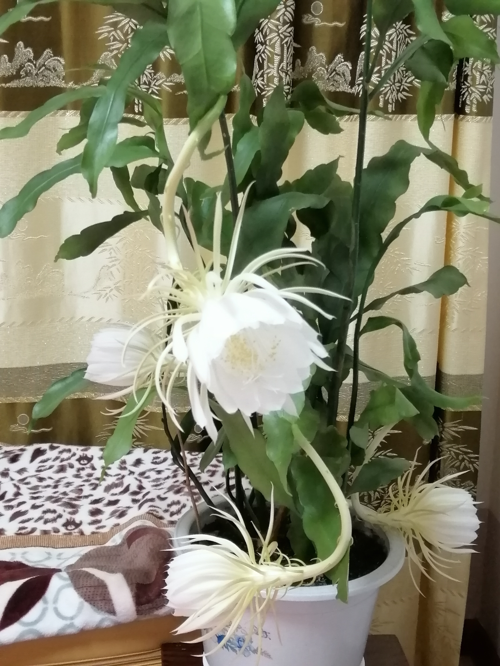 昙花