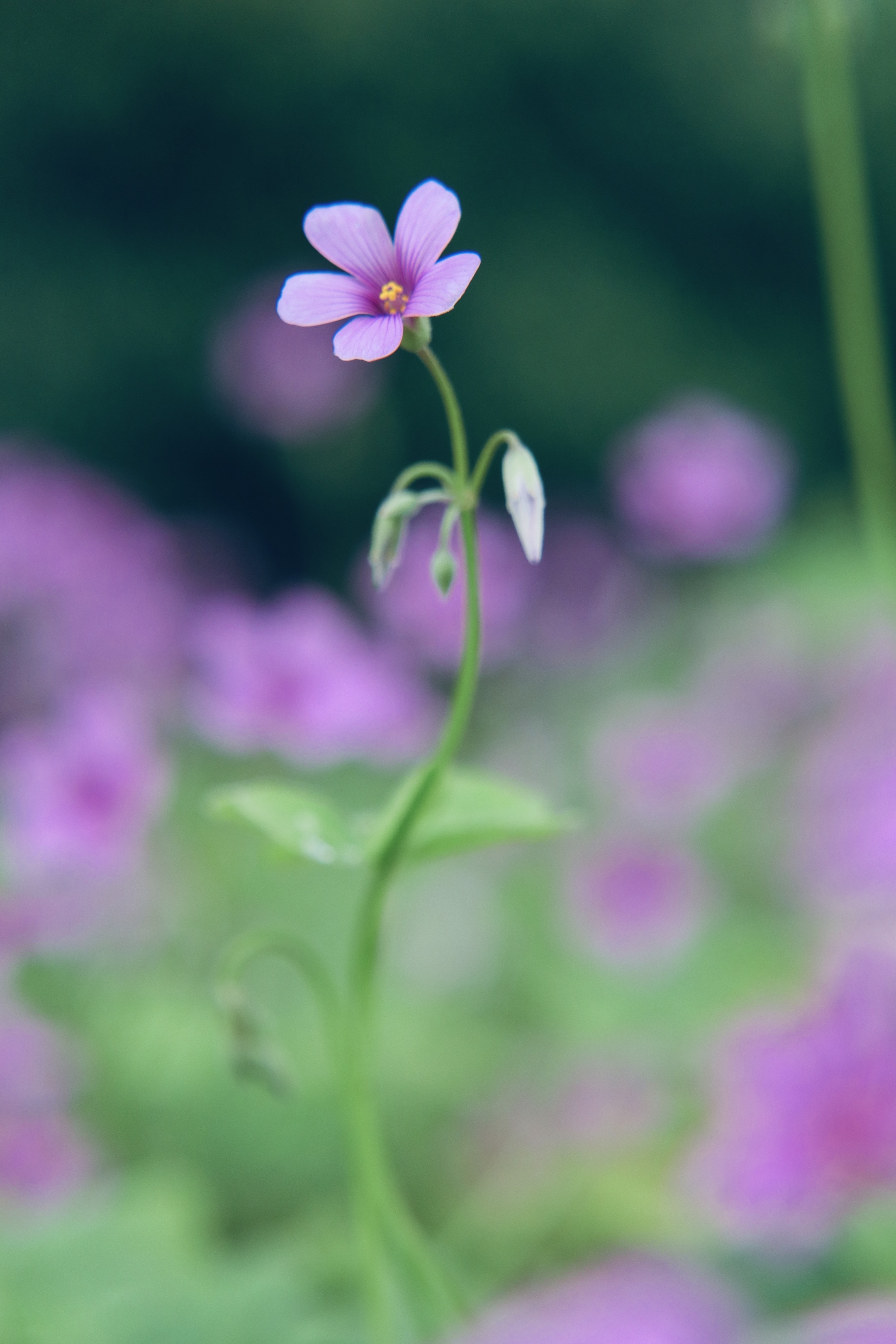 芳草满园花满目