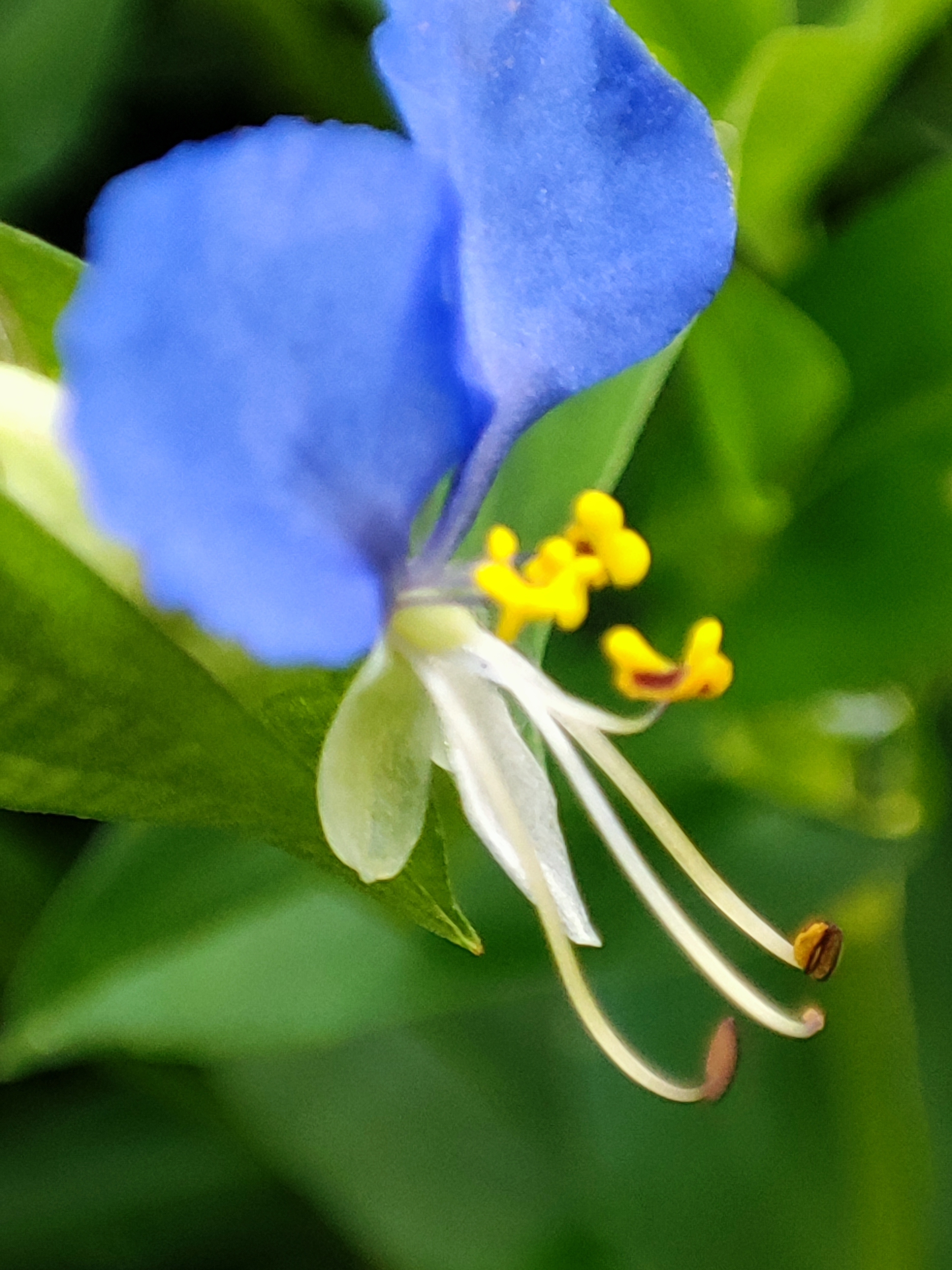 鸭跖草花