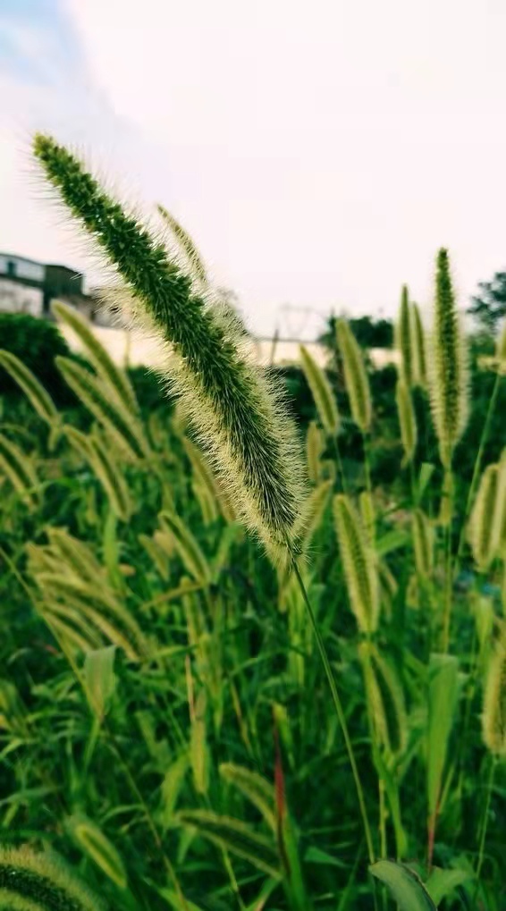 〔现代诗〕狗尾巴草穗 作者 辛戈（山东）【冰心文化传媒】（图9）