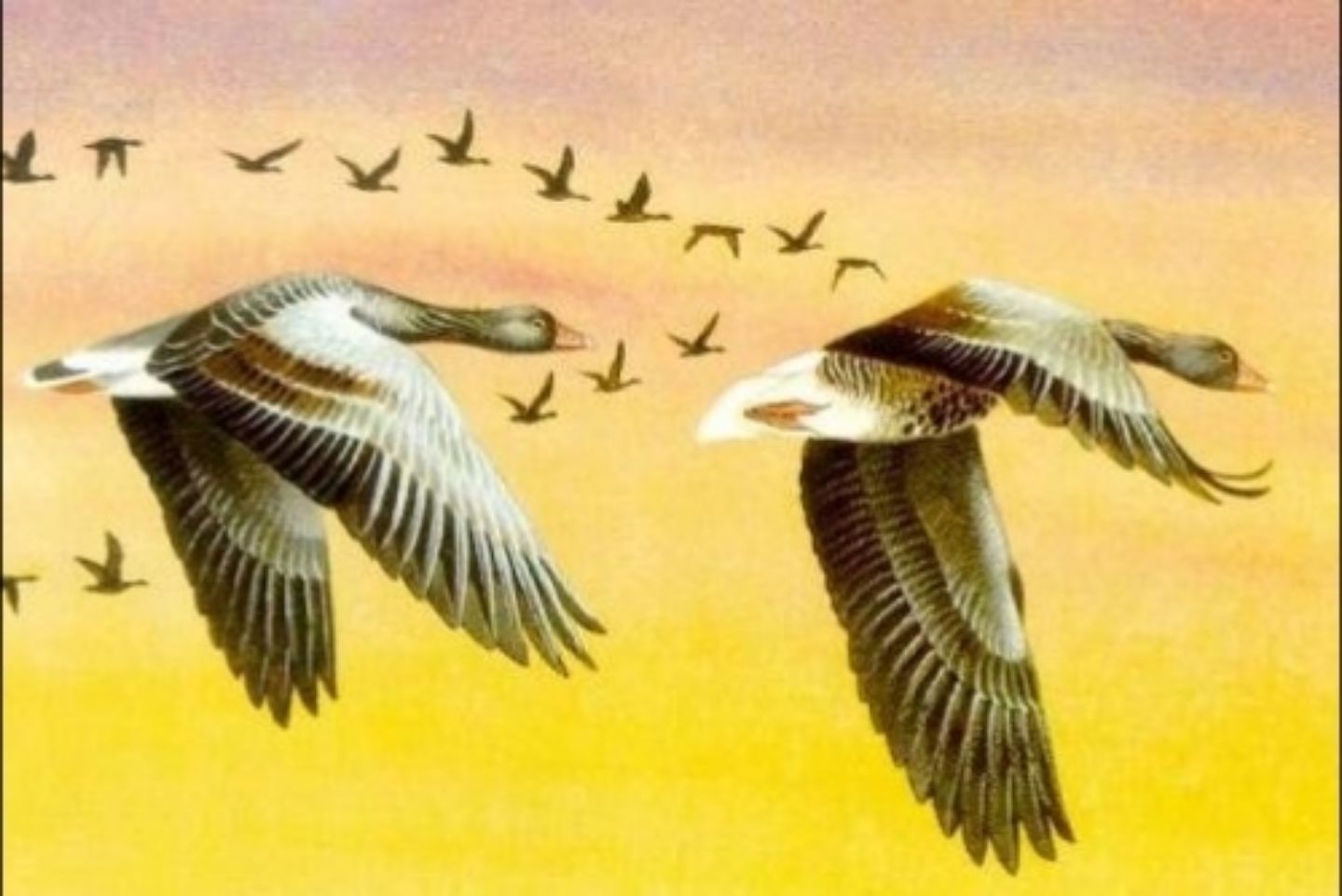 草地上的一群大雁（灰雁） - 免费可商用图片 - CC0素材网