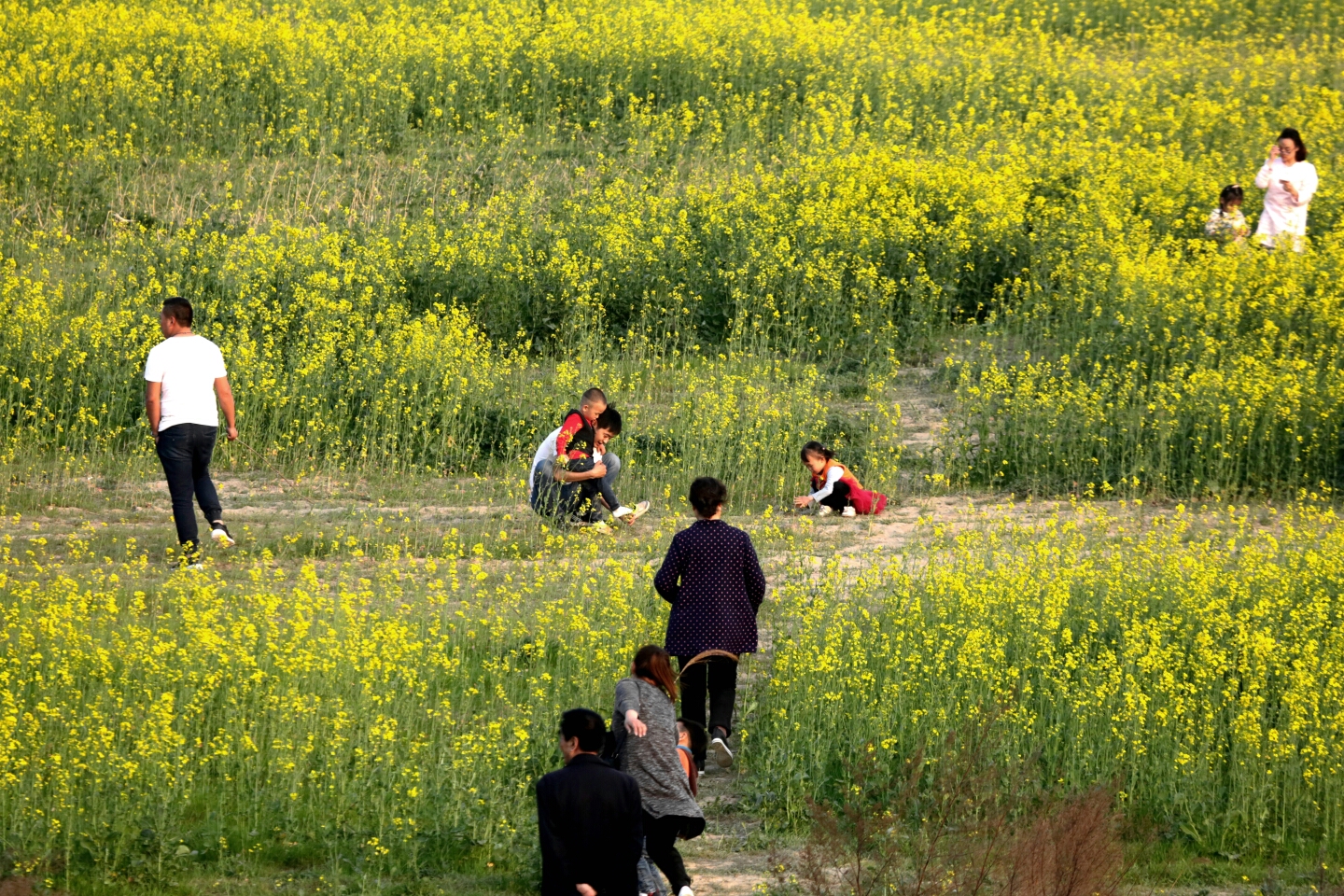 泾渭河边油菜花