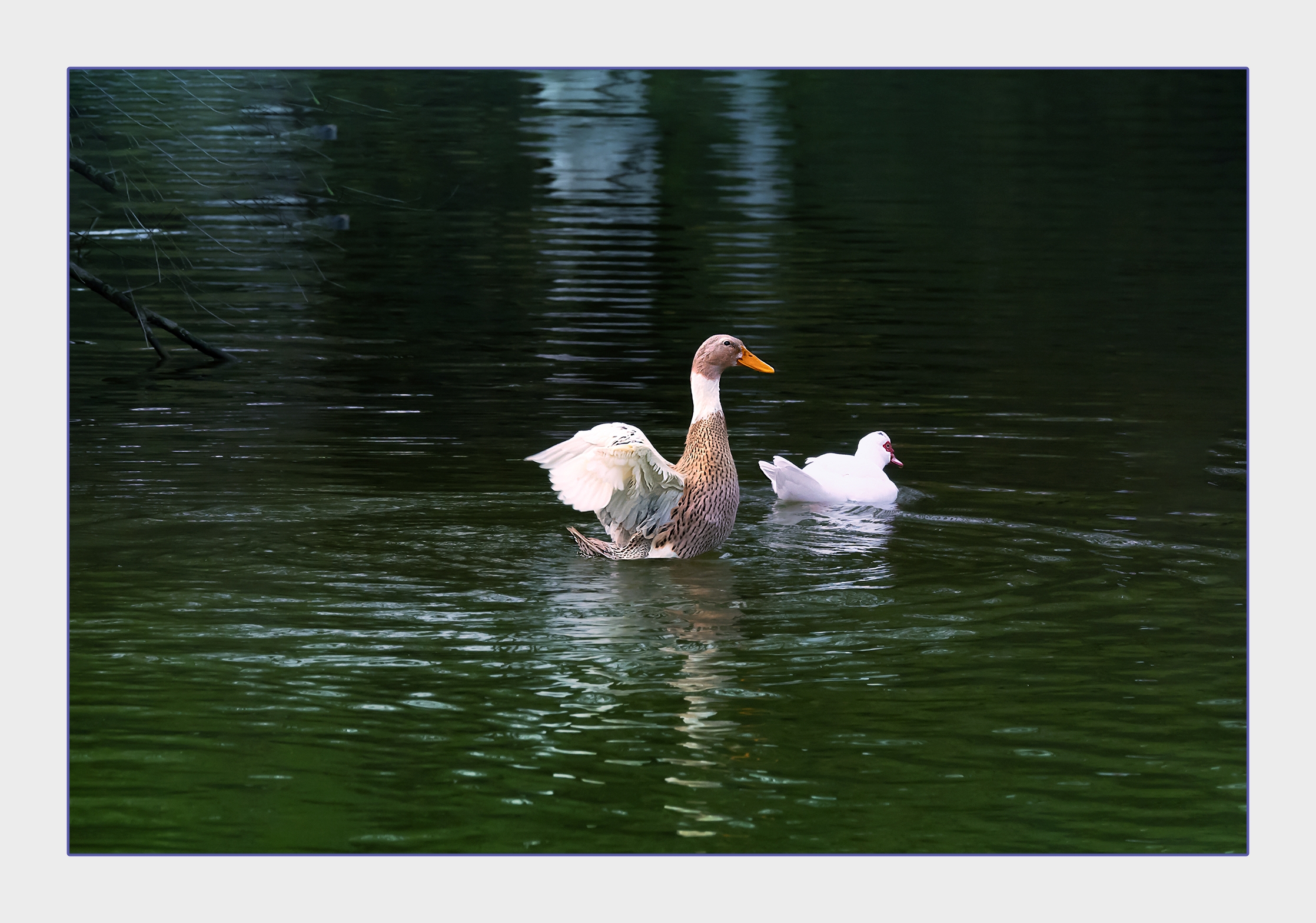 池塘里的小鸭子