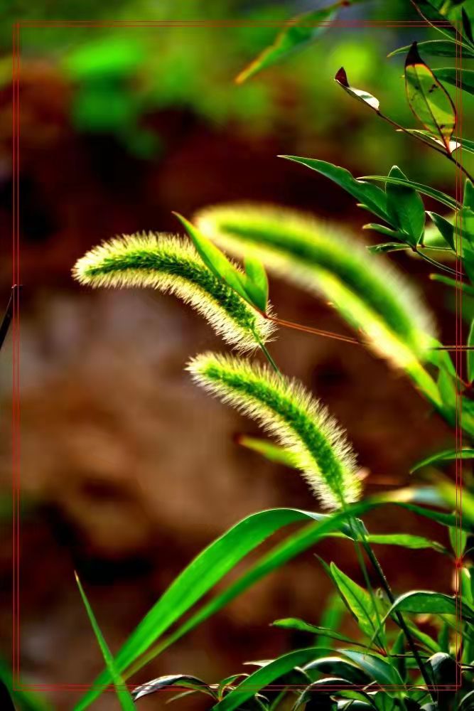 〔现代诗〕狗尾巴草穗 作者 辛戈（山东）【冰心文化传媒】（图11）