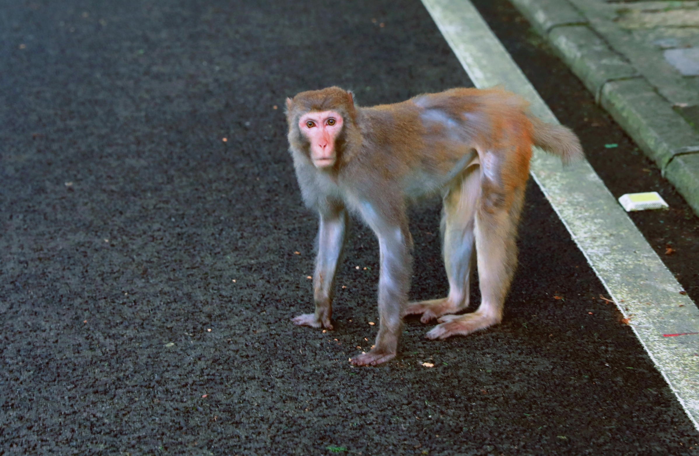 野猴