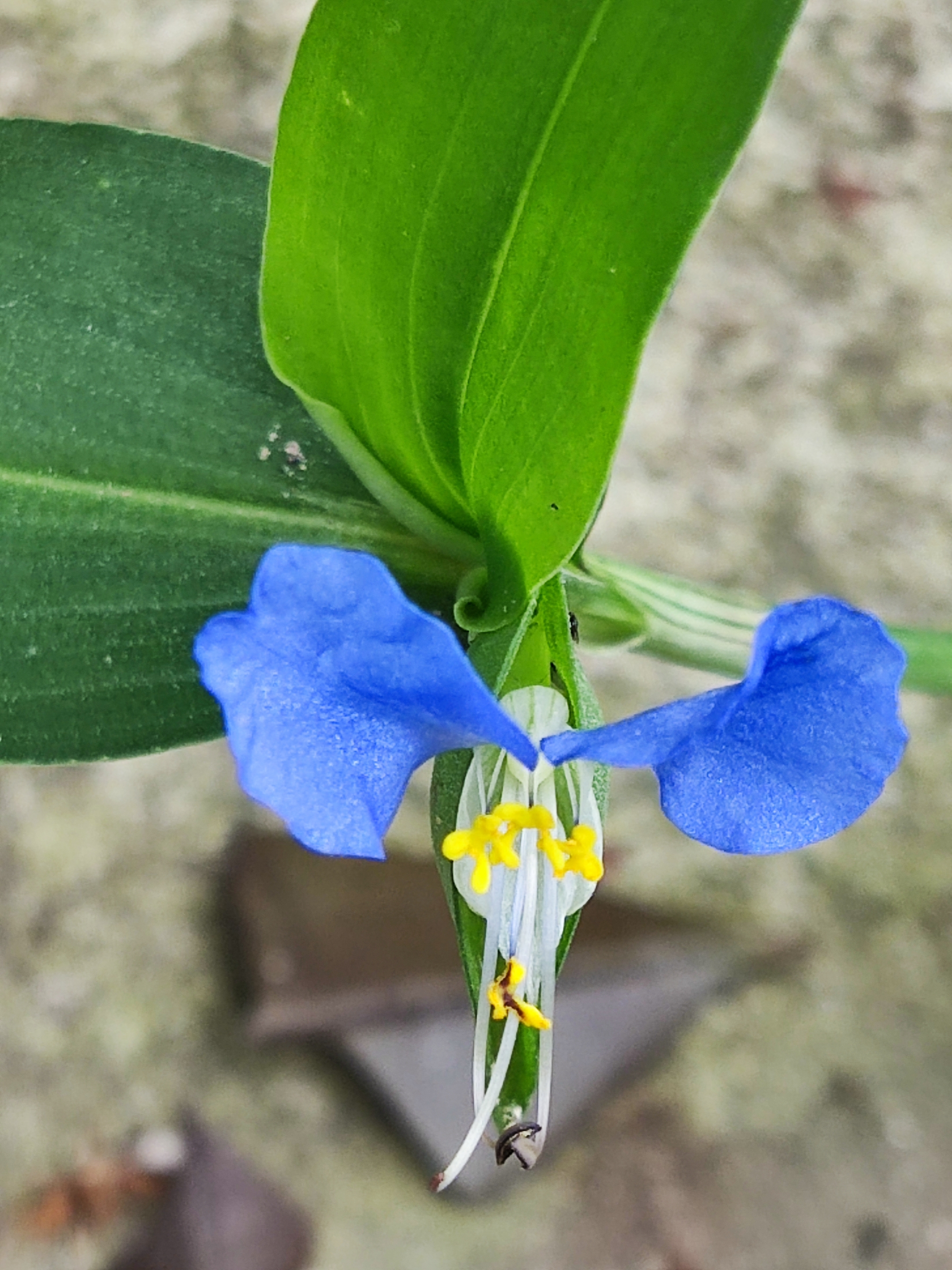 鸭跖草花