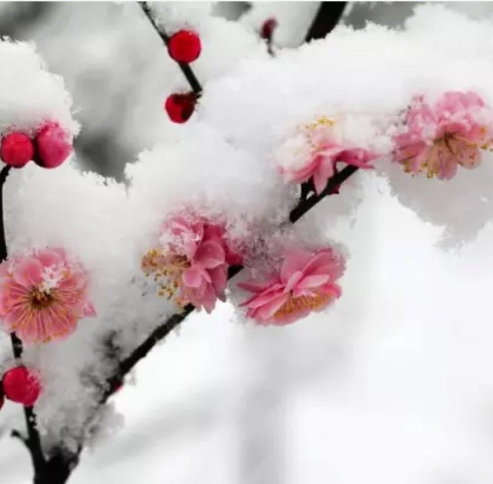 雪花来了梅花开我在雪中等你来