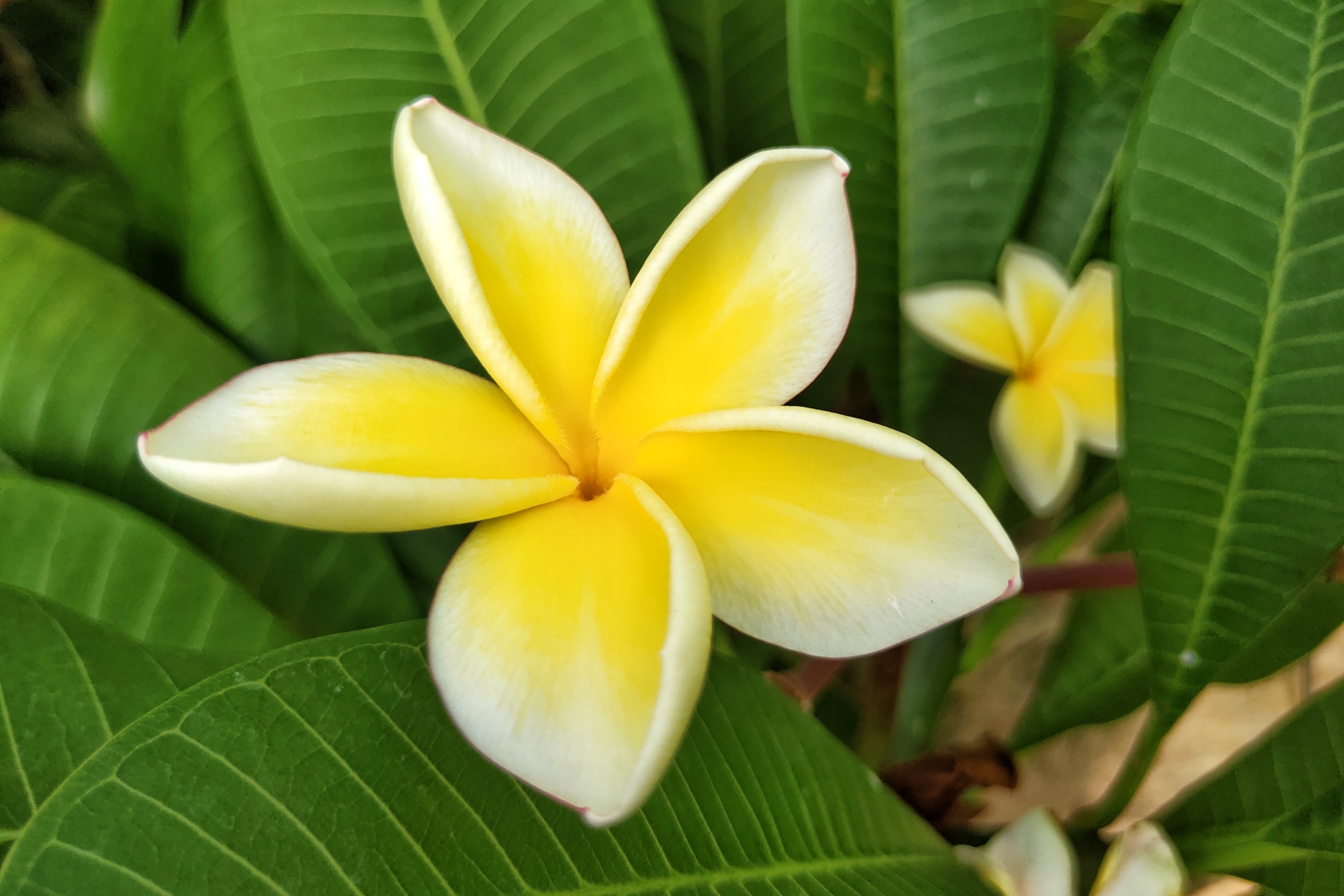 鸡蛋花