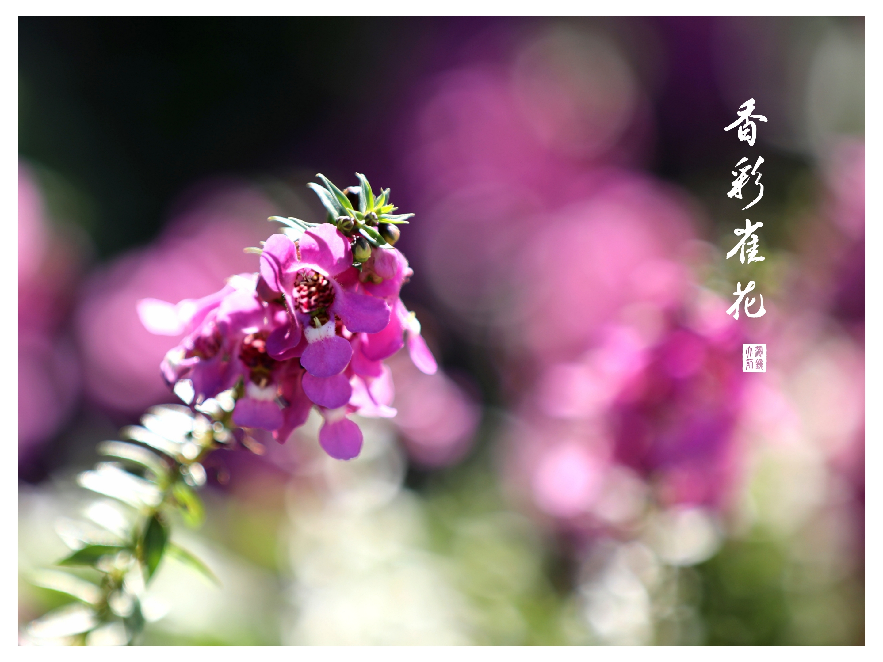 香彩雀