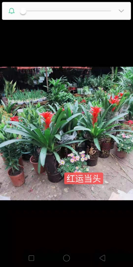 红运当头,首当其冲,祝君万事顺利.时光荏苒,百花齐放,又是