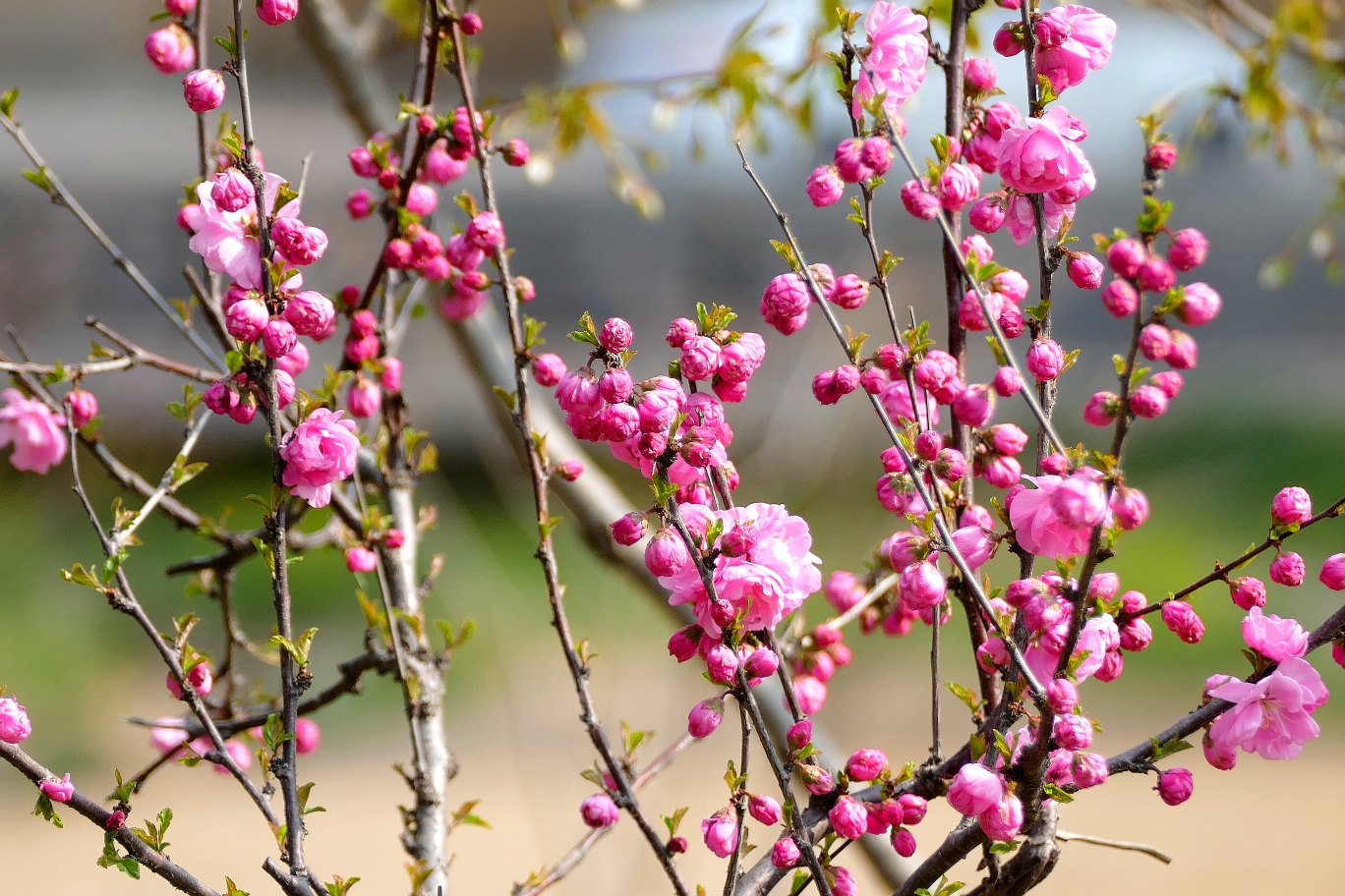 深春四月,姹紫嫣红花满枝,绿柳烟波万木青.