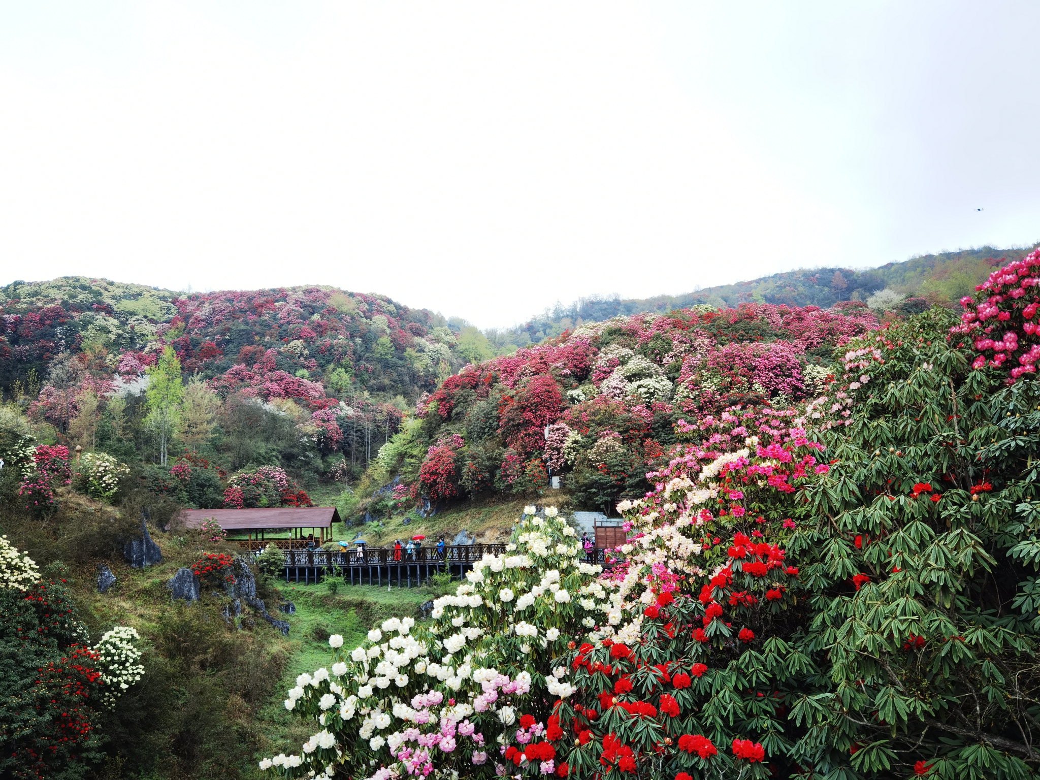 贵州毕节百里杜鹃花海彝山花谷,甲秀楼,麦翁布依古寨,平坝樱花游