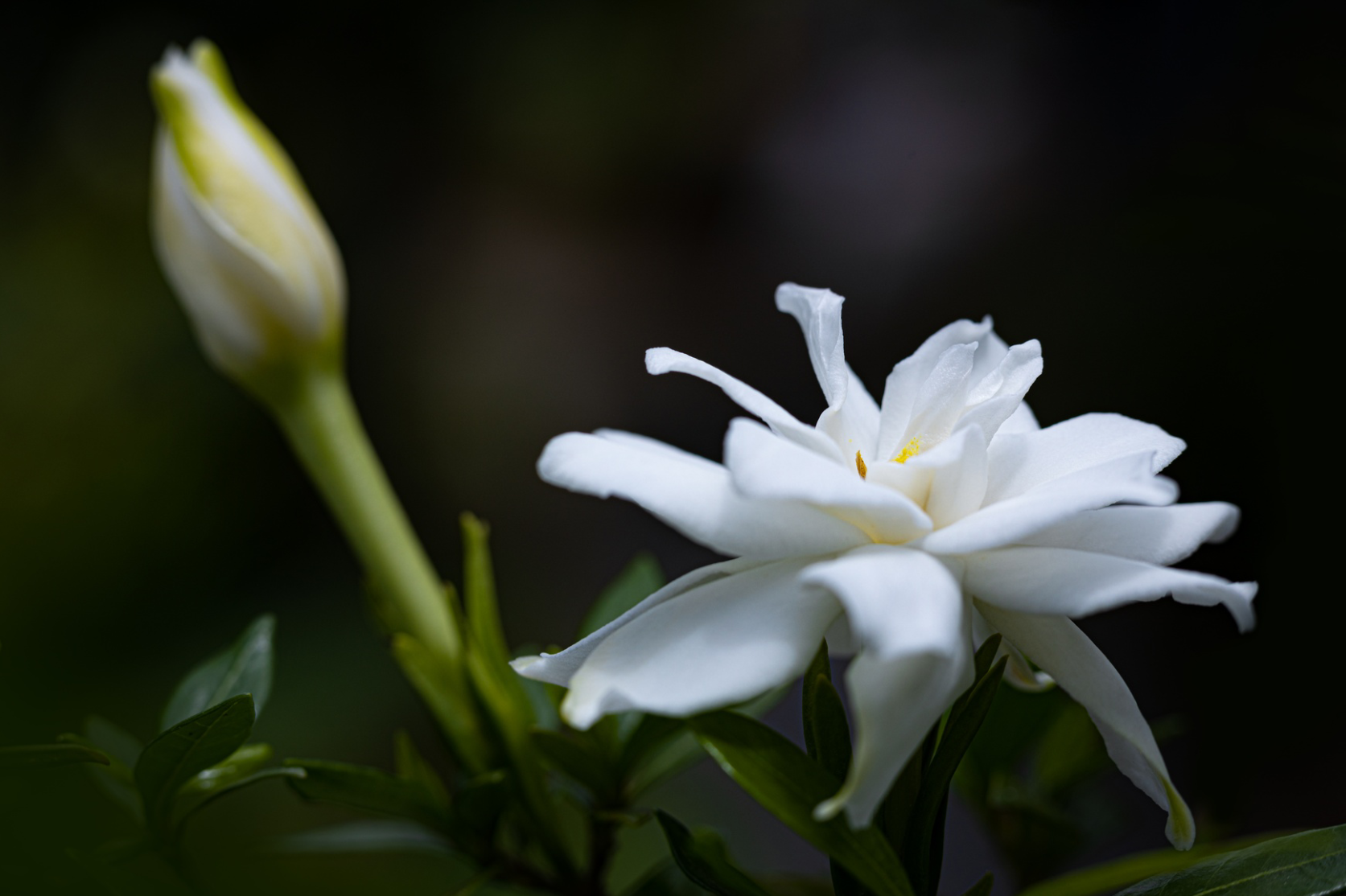 栀子花