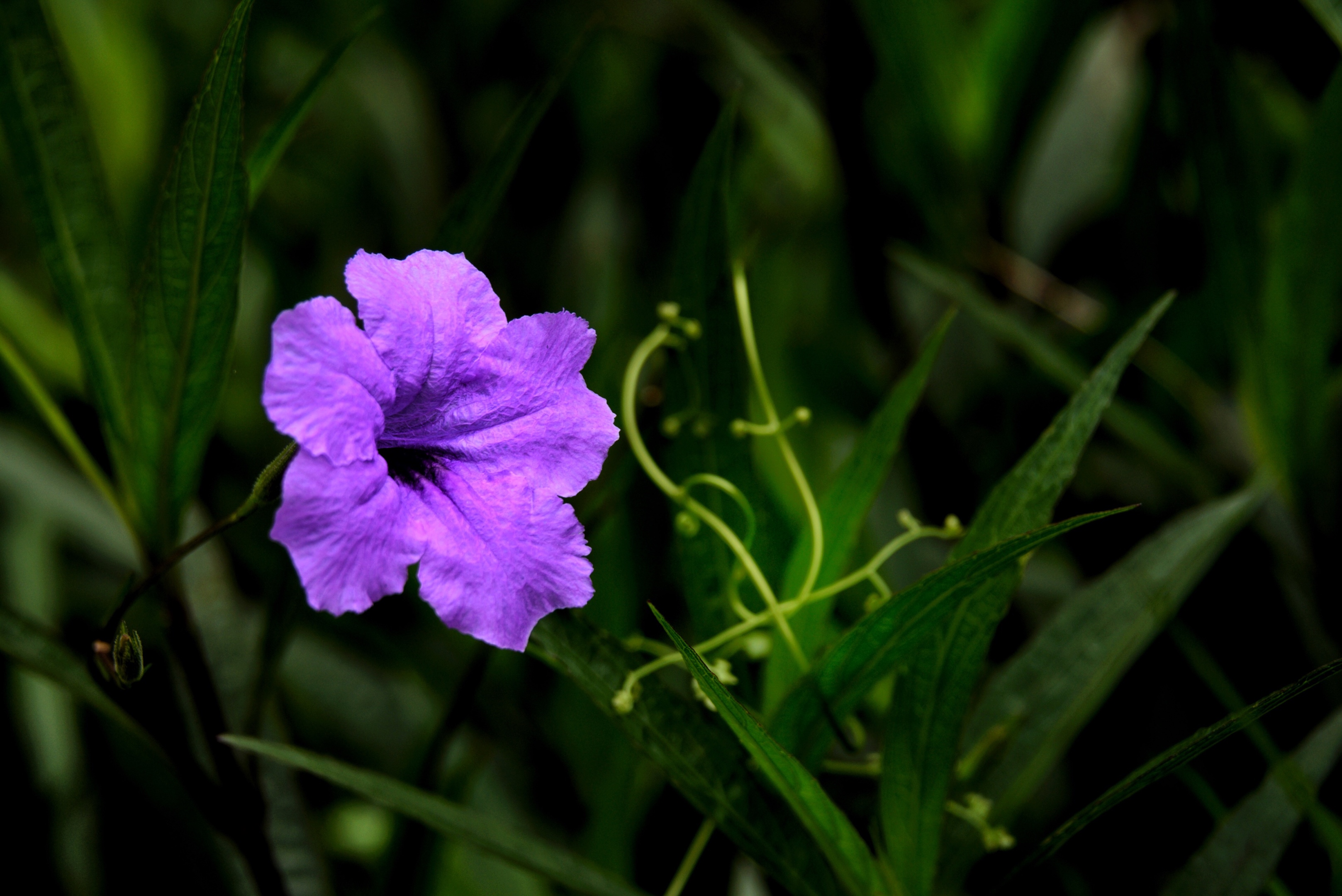 翠芦莉(首发)