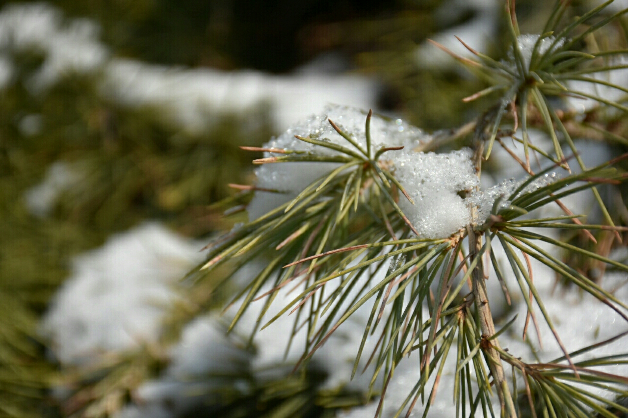 松枝落雪素雅清气