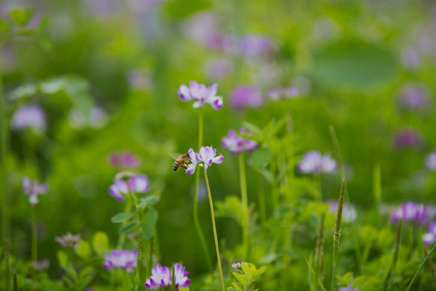 野草闲花逢春生