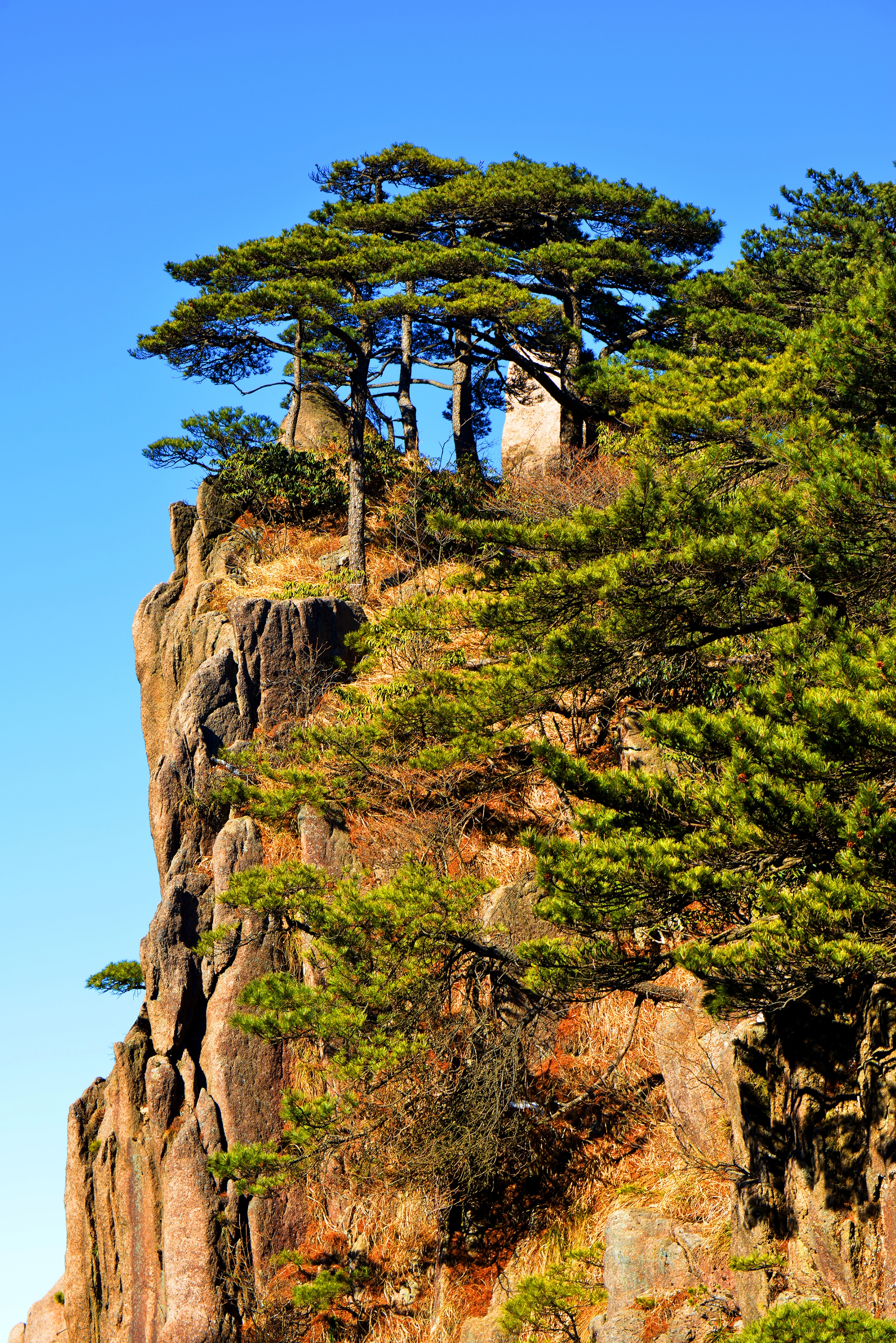 冬游黄山之劲松(首发)