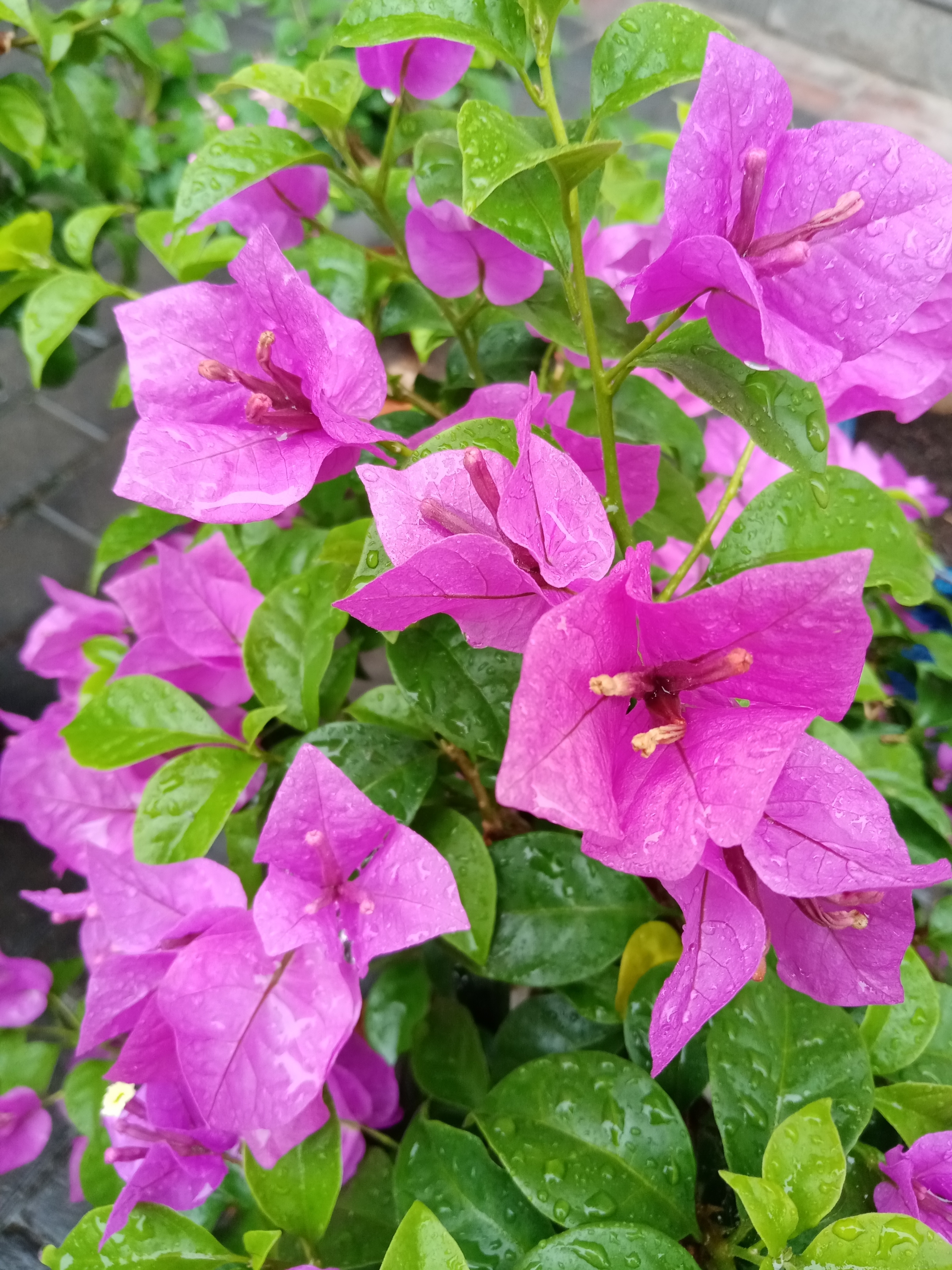 雨后的花朵上挂着晶莹剔透的水珠,是花朵显得格外的漂亮可爱!