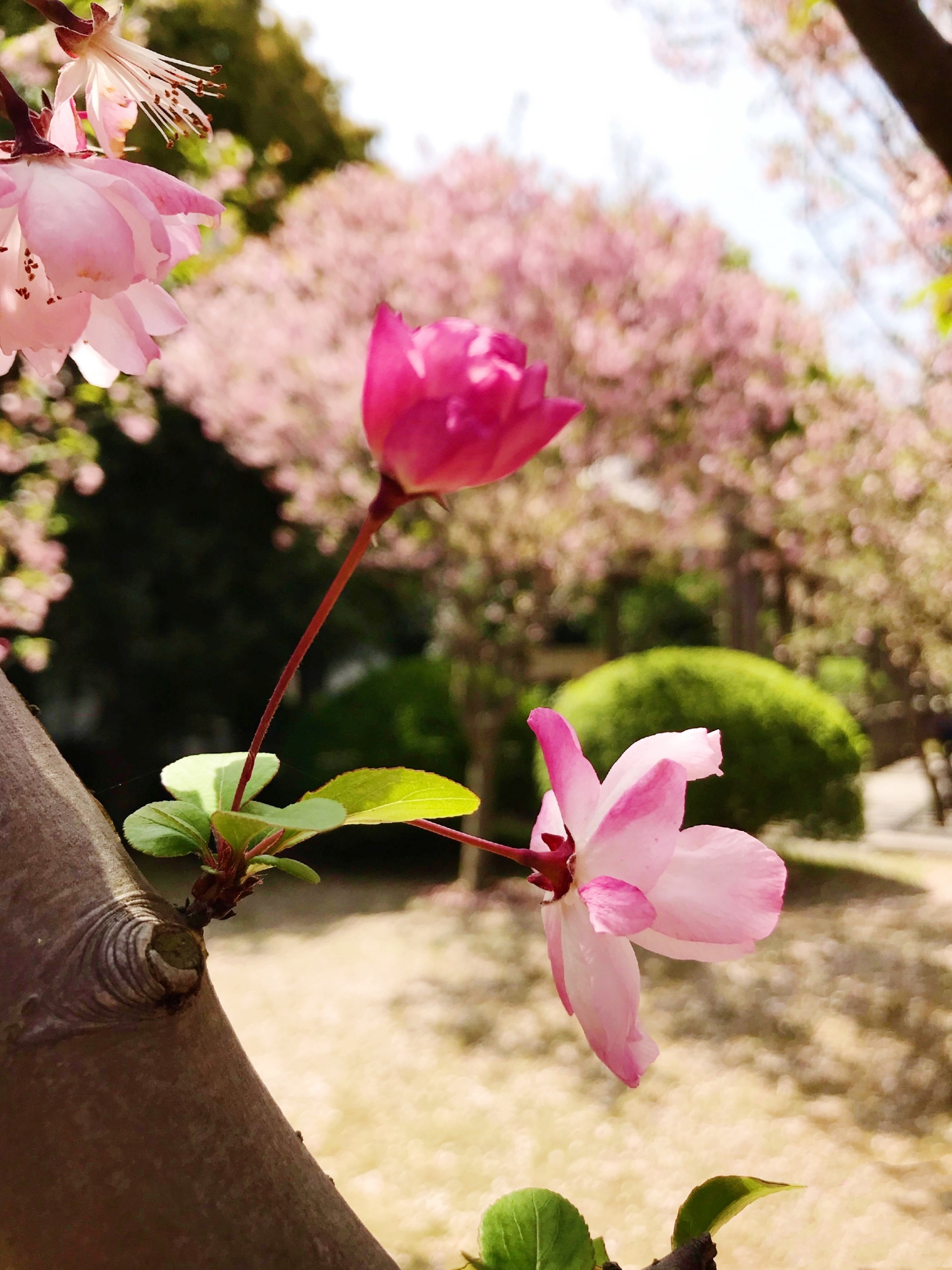 追光逐影下的海棠花【首发】