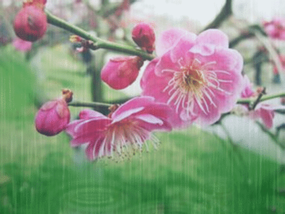 春雨浇灌着花卉,滋润着心田