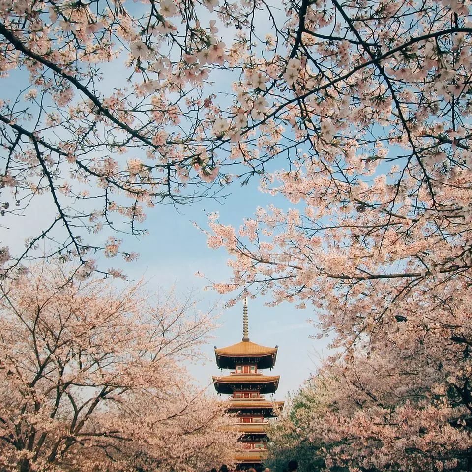 《武汉的樱花》