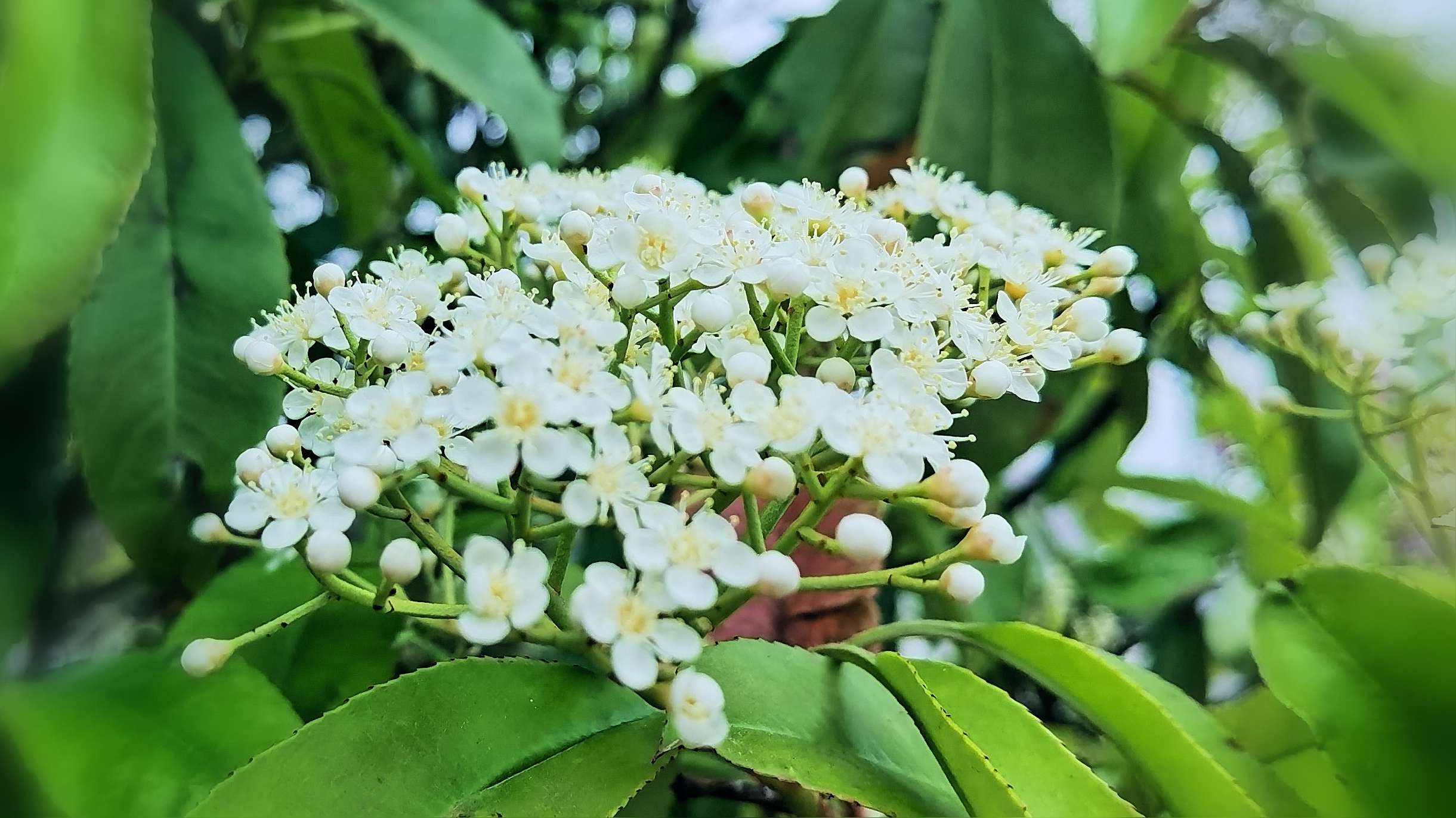 红叶石楠开花如雪首发