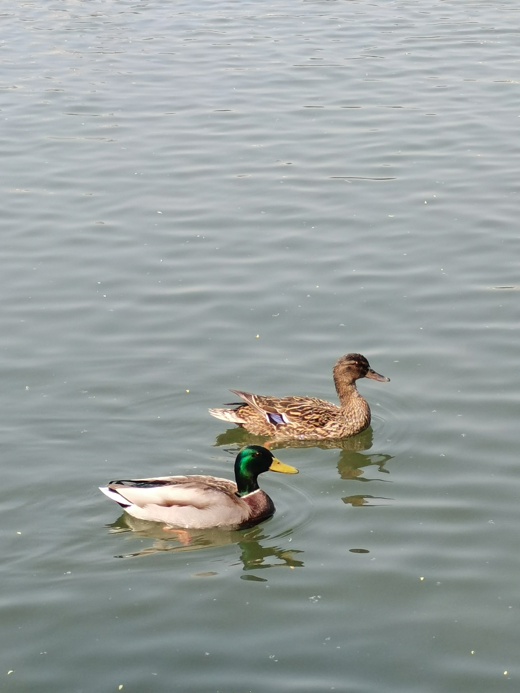 (1)莲花池公园的小野鸭