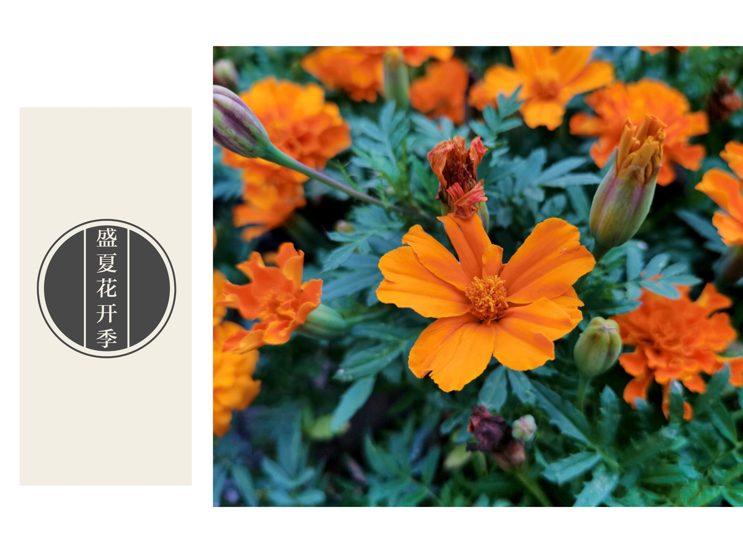 万寿菊(tagetes erecta l)为菊科万寿菊属一年生草本植物,茎直立