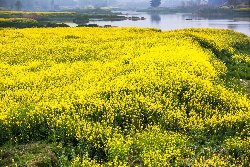 疫情期间两河口油菜花