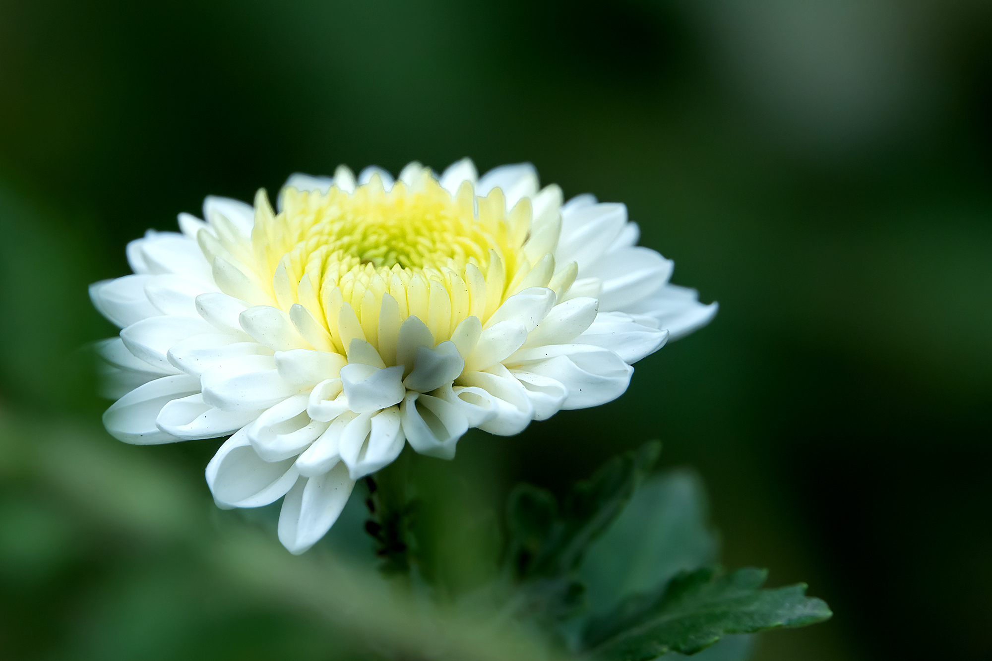 清新典雅白菊花